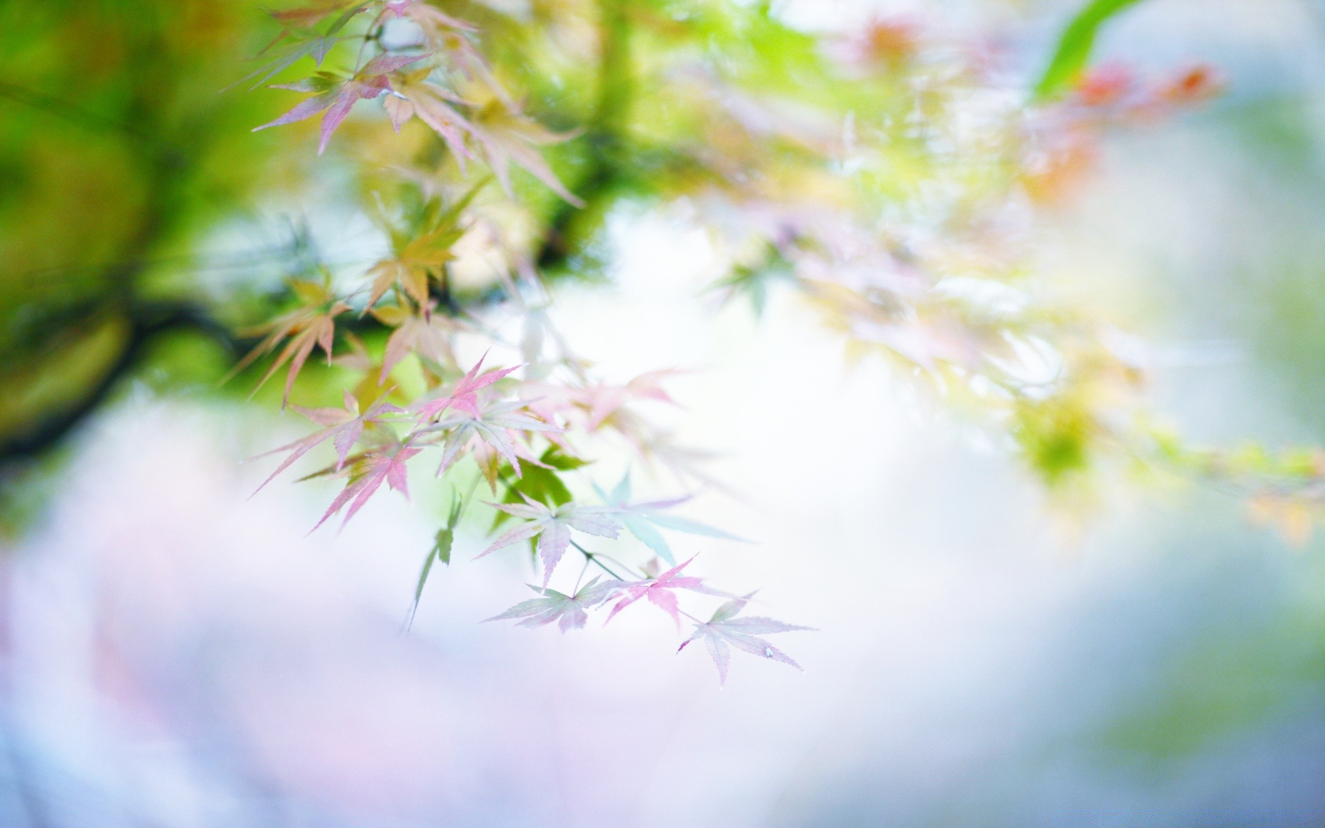 macro flower nature flora color desktop garden leaf beautiful floral blur abstract summer close-up blooming margin tree branch dof season bright