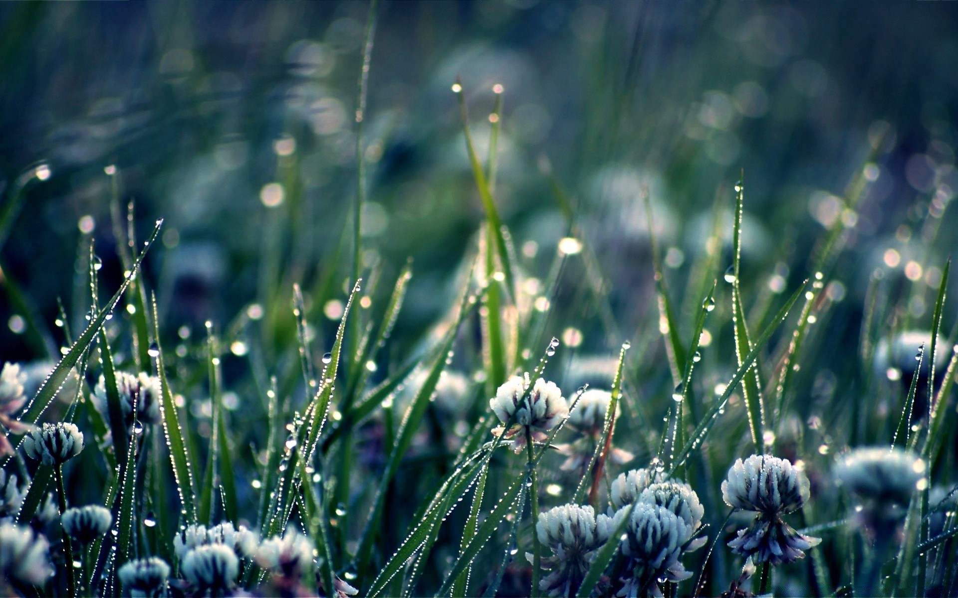 makro fotoğrafçılığı çimen doğa flora saman alan bahçe büyüme açık havada yaz yaprak çiçek çevre çiy güzel hava şafak renk çim sezon sonbahar