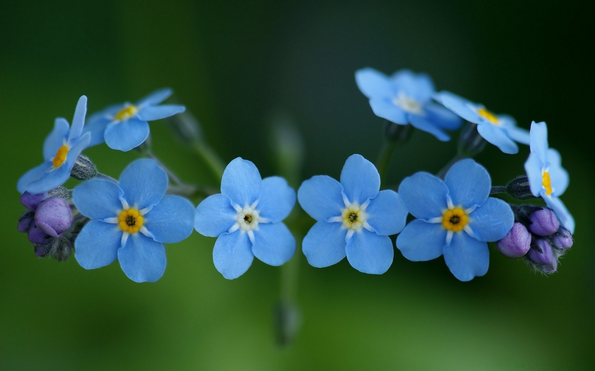 makro kwiat natura flora liść płatek wzrost ogród lato rozmycie bluming kwiatowy kolor na zewnątrz bylina jasny delikatny