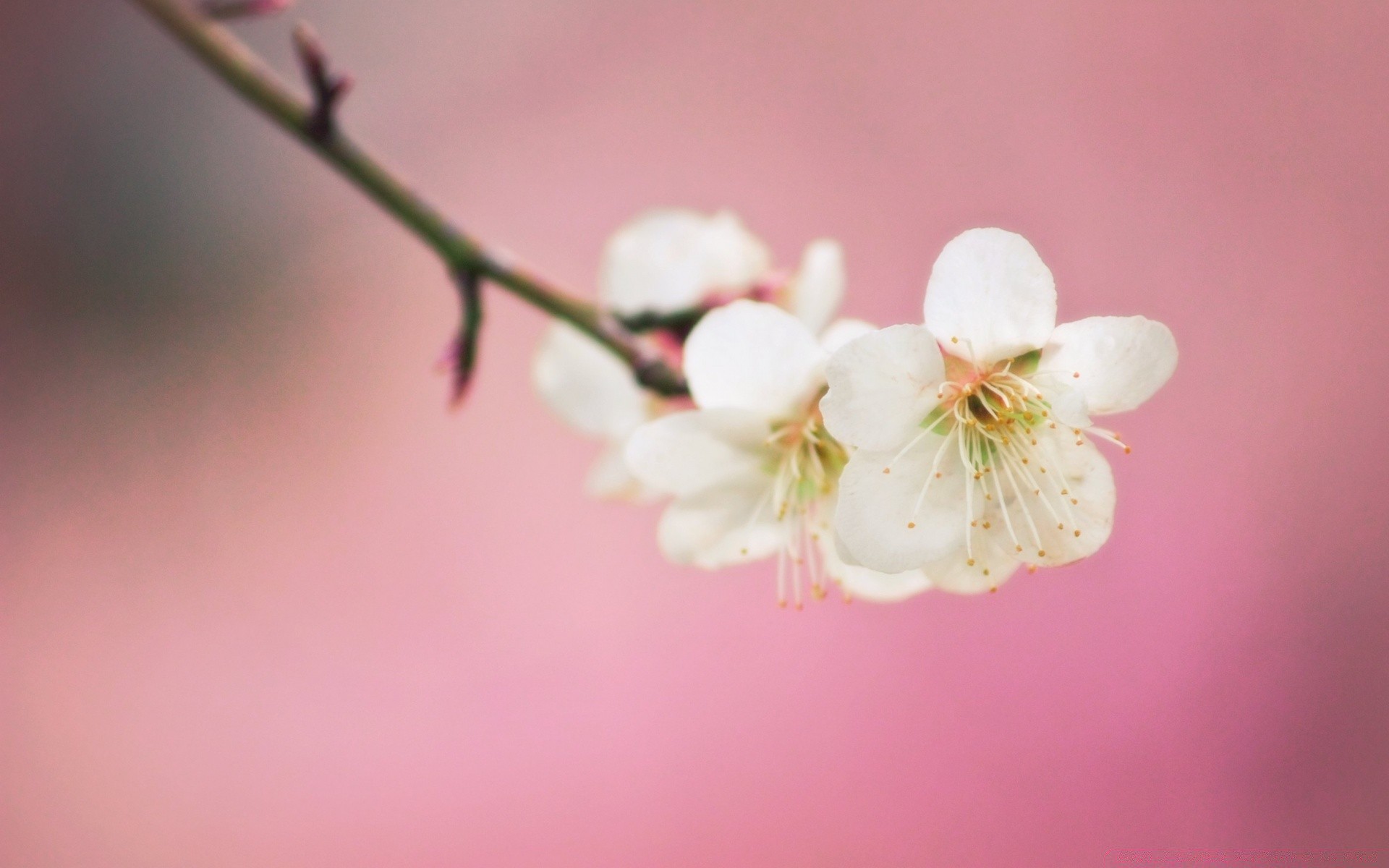 makro kwiat wiśnia jabłko natura oddział kolego drzewo plum delikatny liść flora wzrost ogród rozmycie lato dof na zewnątrz