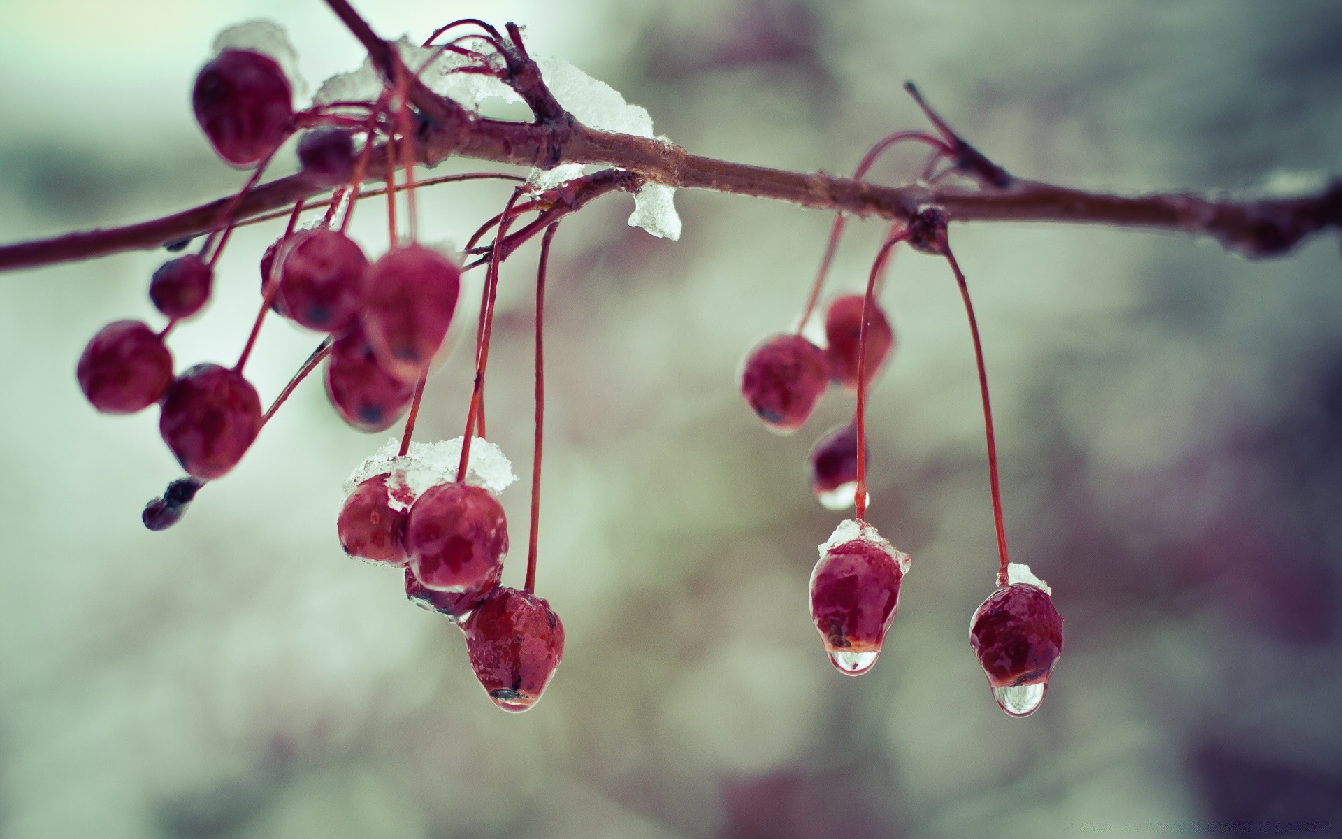 makroaufnahme natur blatt zweig obst kirsche im freien blume baum beere winter garten flora sommer wachstum