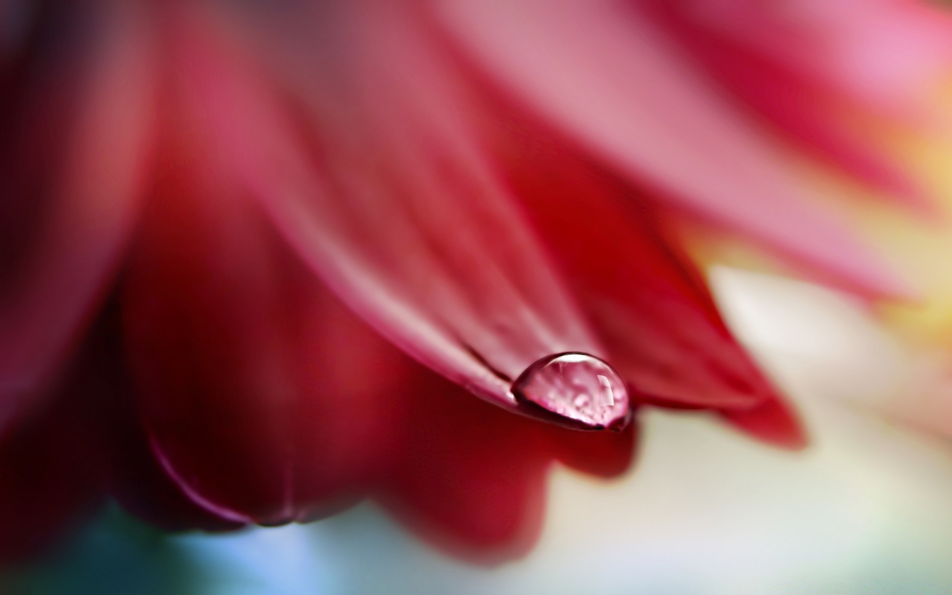 macro blur bright love color shining romance elegant