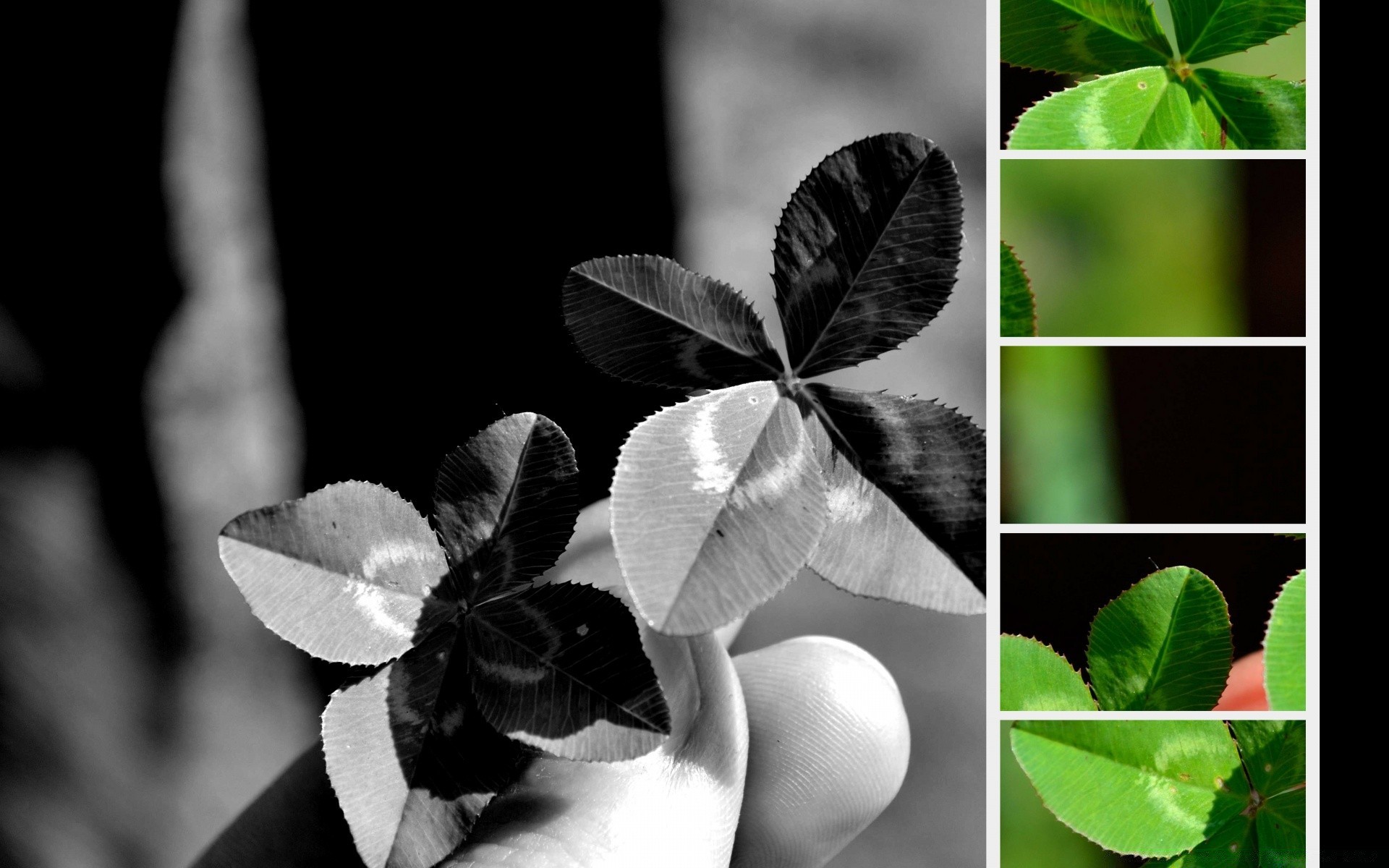 微距摄影 叶 自然 植物群 特写 桌面 花园 树木 夏季 生长