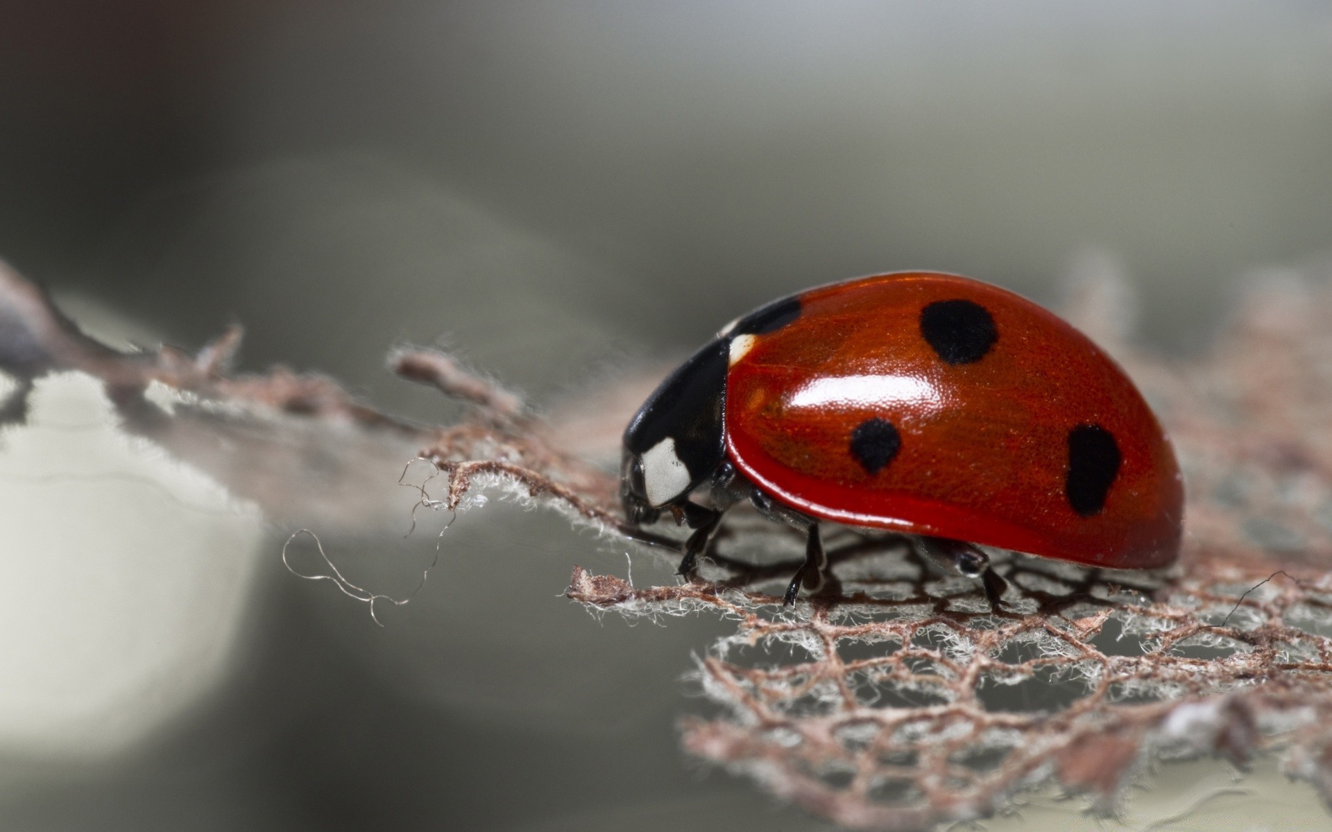 makro biedronka chrząszcz owad biologia natura mało małe dzikie zwierzęta bezkręgowce zoologia liść lato na zewnątrz