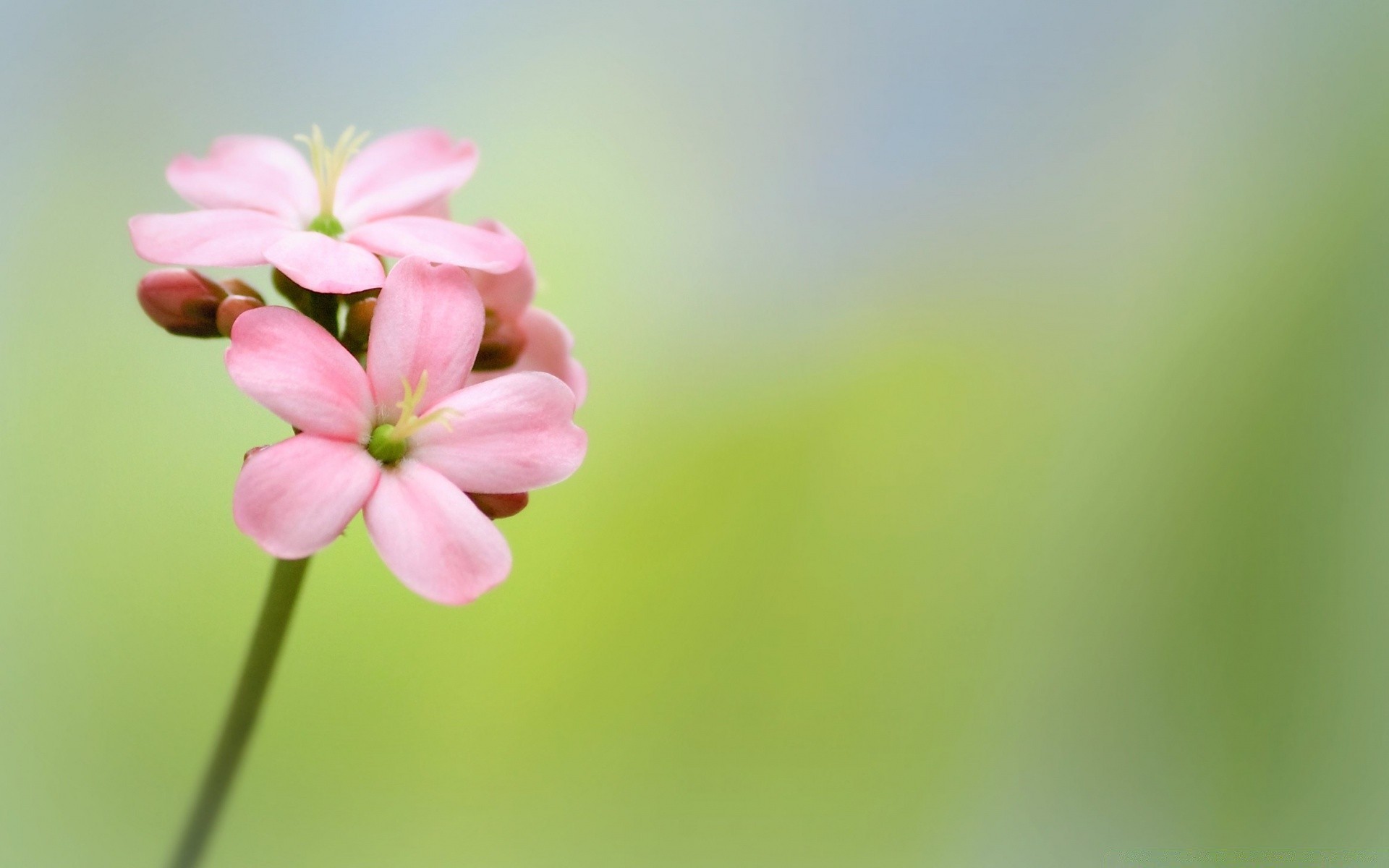 makro fotoğrafçılığı doğa çiçek yaz yaprak flora büyüme bulanıklık parlak