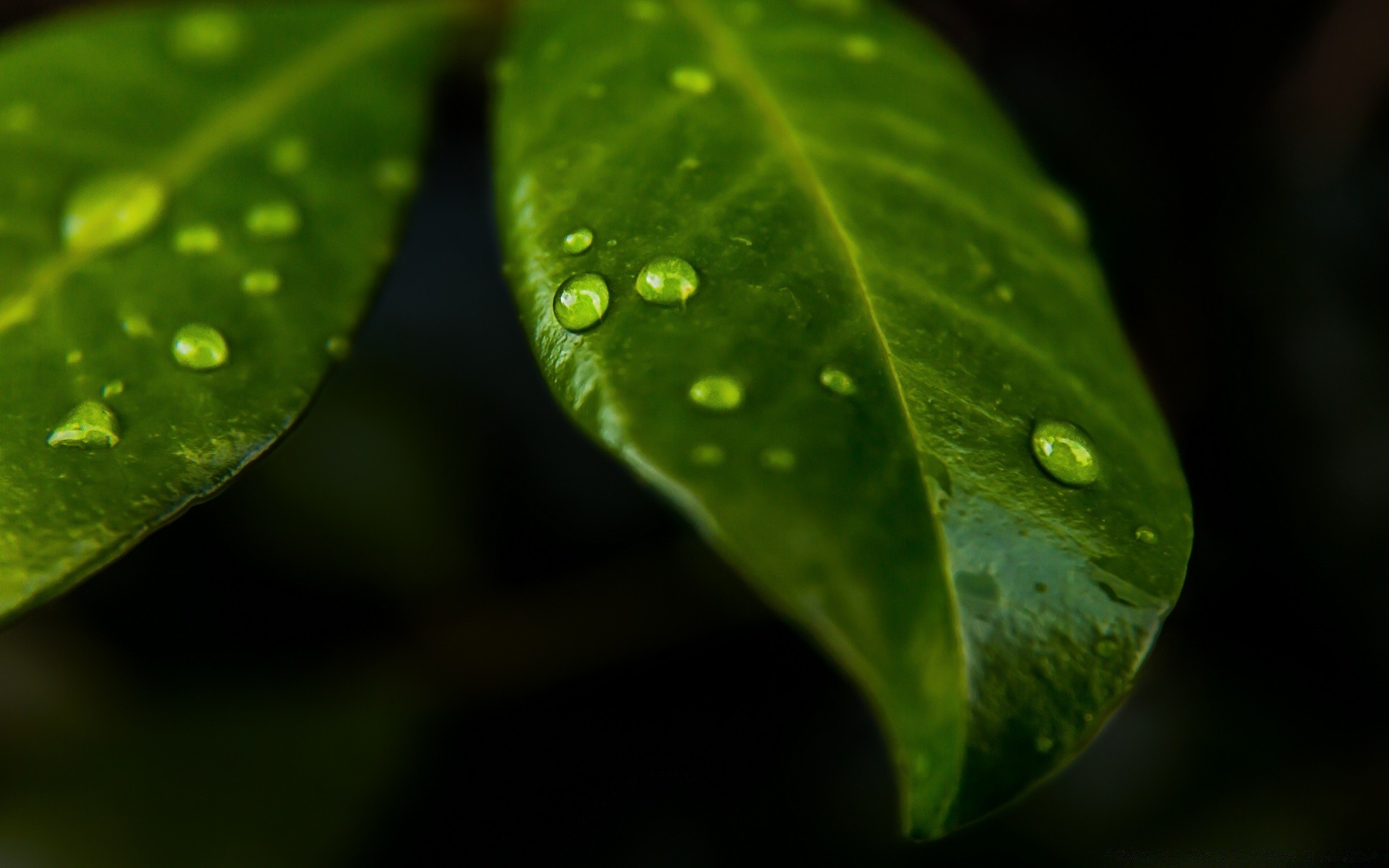 macro lluvia hoja rocío gota naturaleza gotas flora pureza crecimiento gotas mojado agua medio ambiente jardín luz al aire libre