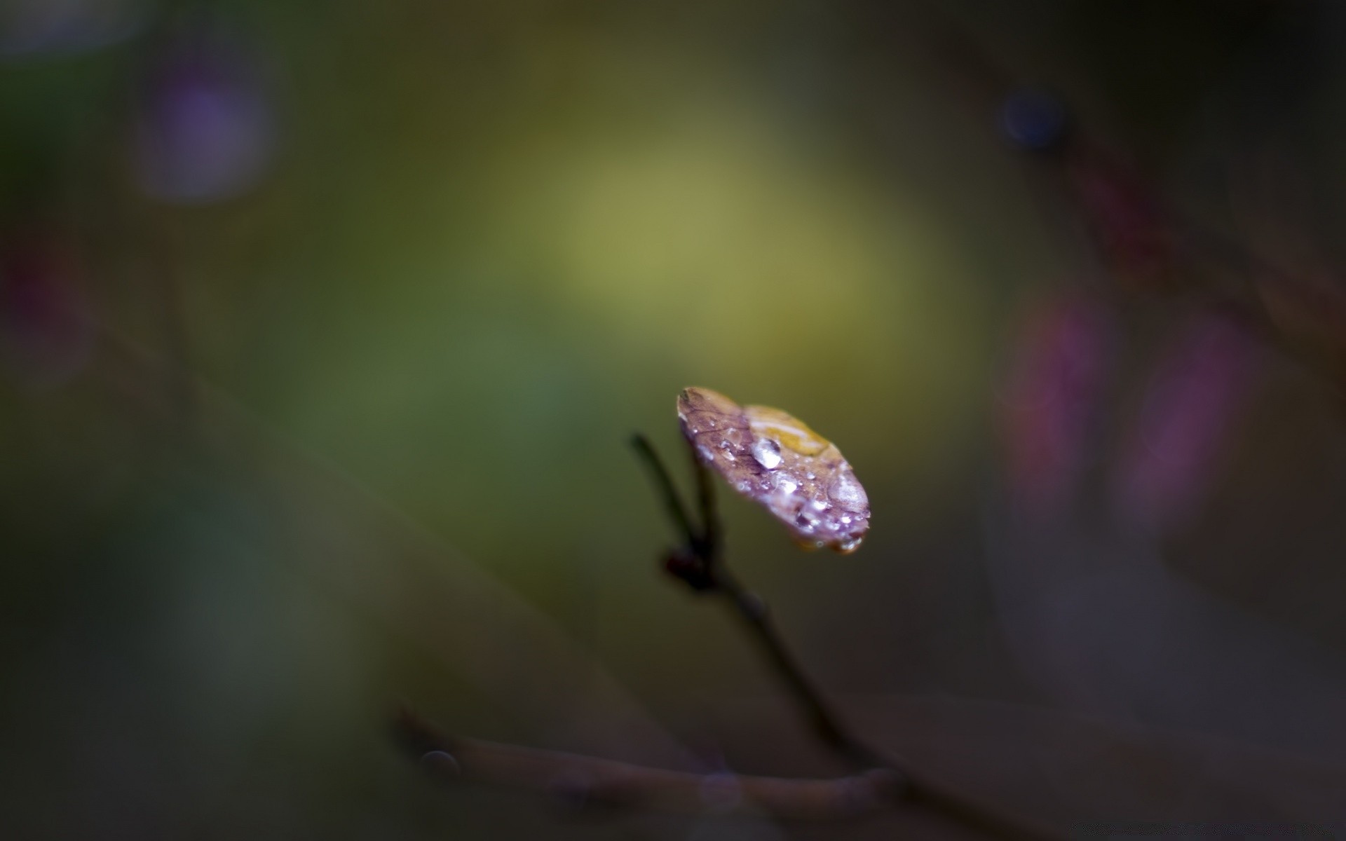 macro natura sfocatura foglia fiore dop insetto all aperto pioggia flora invertebrati luce