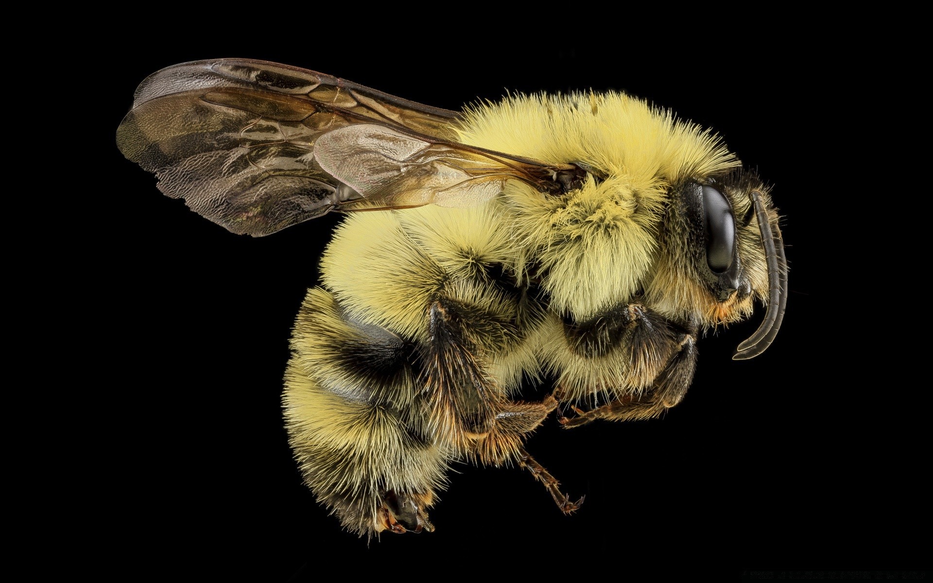 makro owad pszczoła latać skrzydło zwierząt natura miód przyrody bezkręgowców antena osa biologia pszczoła pyłek zbliżenie motyl dziki pulpit