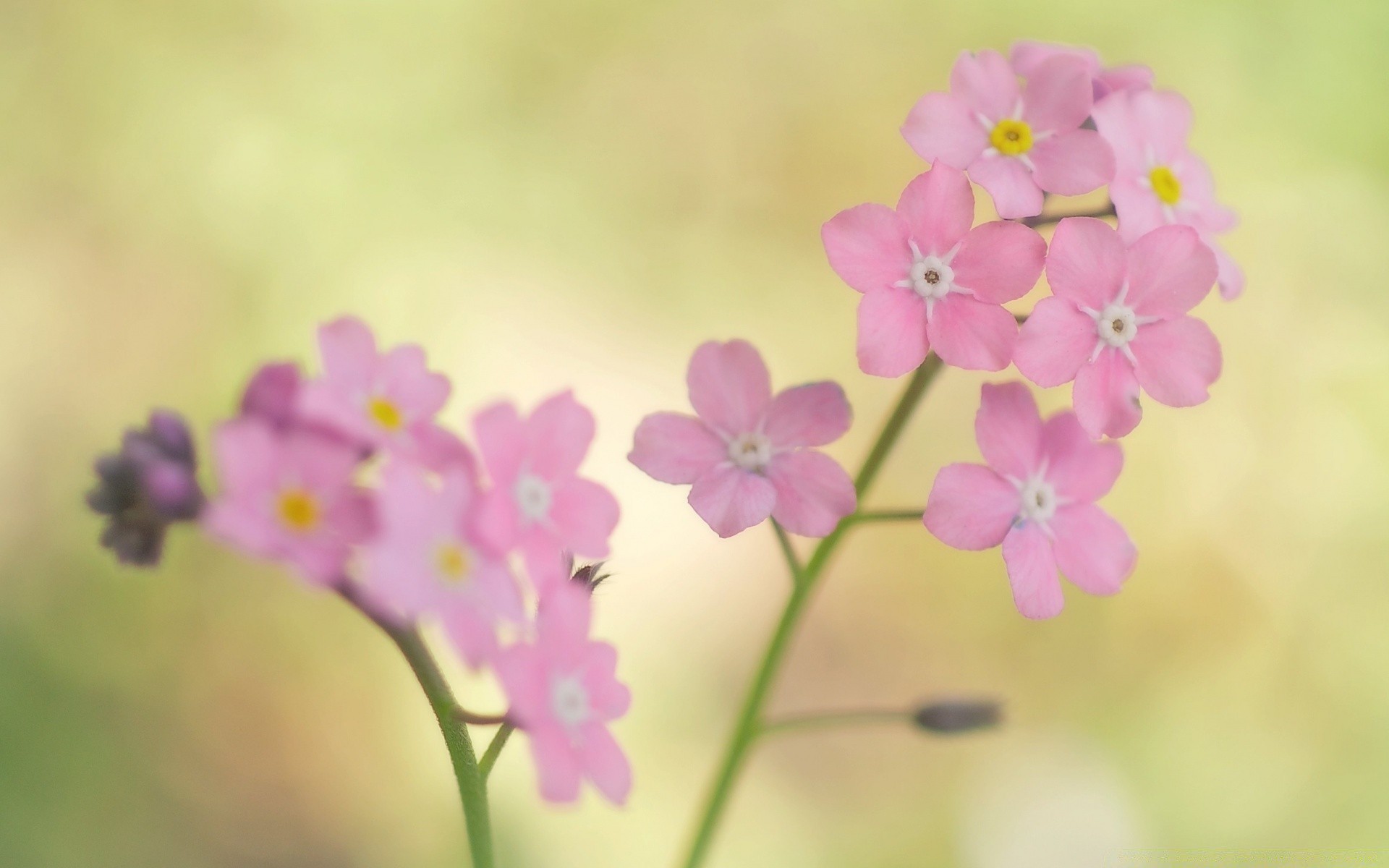 makro blume flora natur blütenblatt floral sommer garten blühen blatt farbe wachstum schön schließen sanft schale kumpel saison