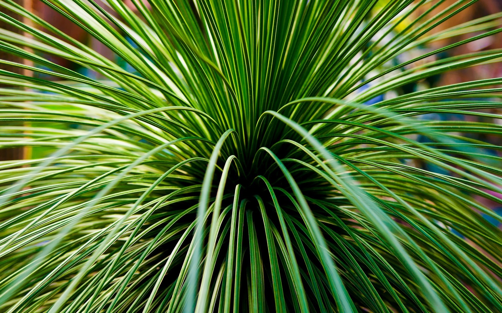 macro natureza folha brilhante verão ao ar livre grama flora crescimento