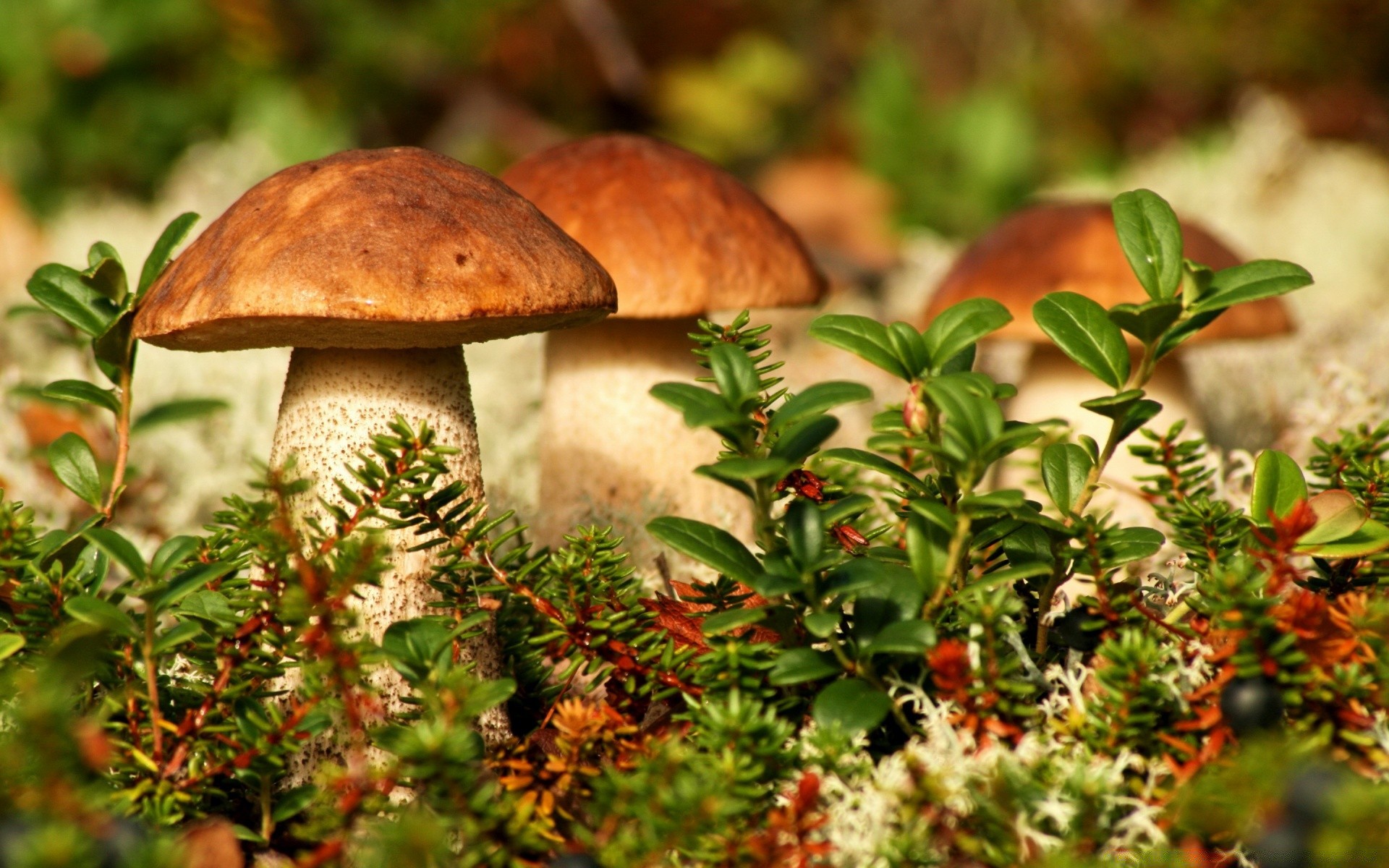 makro grzyb grzyb jedzenie natura jadalne drewno jesień liść borowik flora warzywo zbliżenie sezon drzewo zdrowe owoce lato dzikie gotowanie