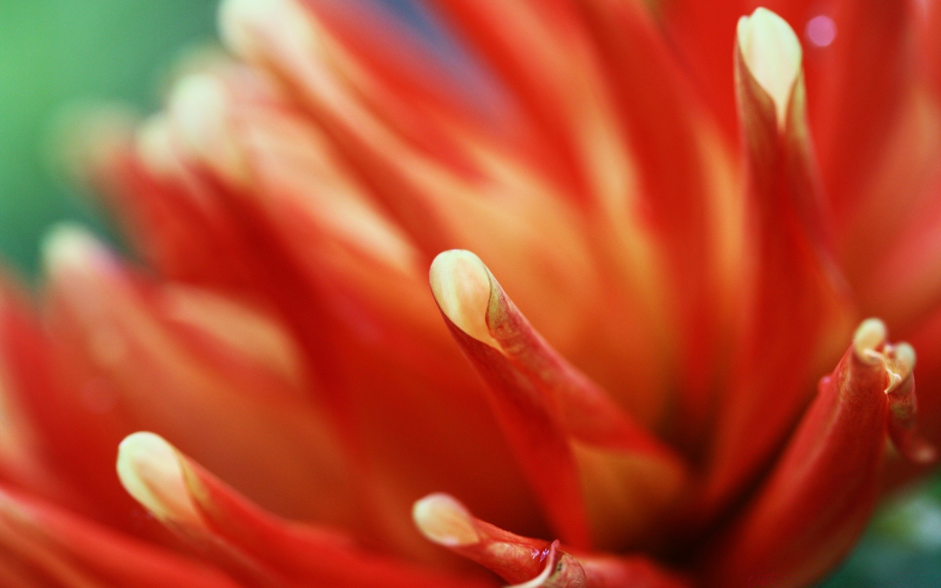 macro natureza flor verão brilhante tulipa flora ao ar livre delicado jardim