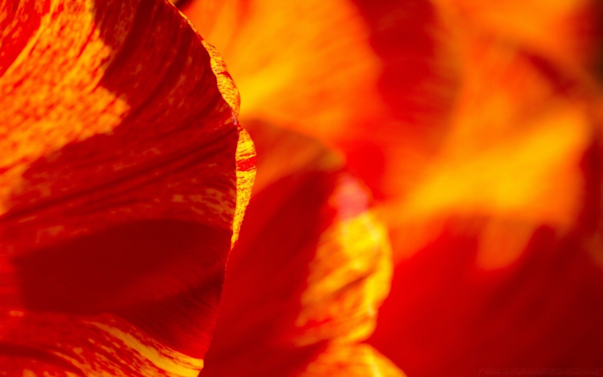 makro fotoğrafçılığı doğa çiçek parlak renk yaprak flora bulanıklık yaz sonbahar soyut