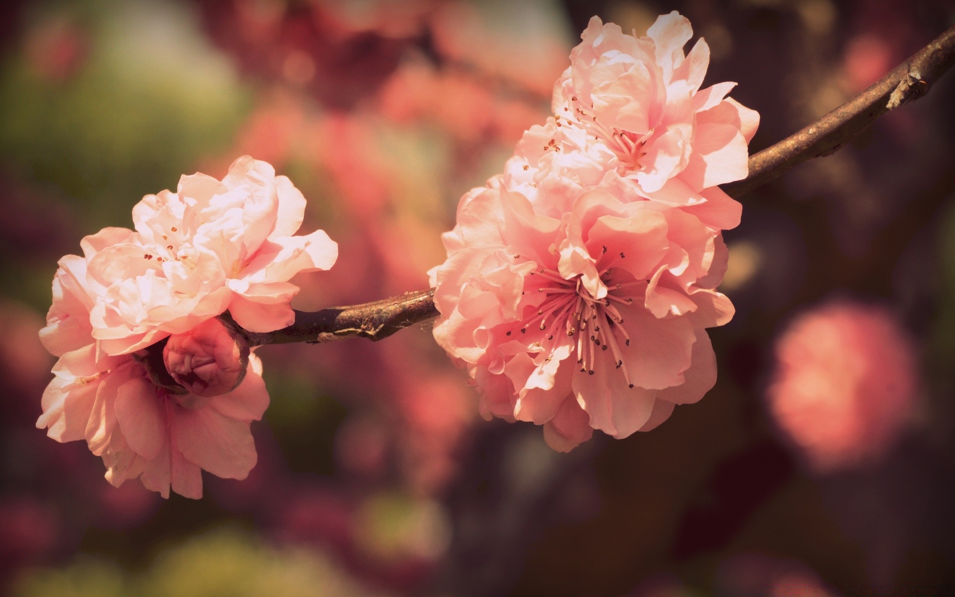 makro blume natur flora blütenblatt garten zweig blühen blatt baum schön kirsche farbe saison zart blumen im freien schließen hell kumpel