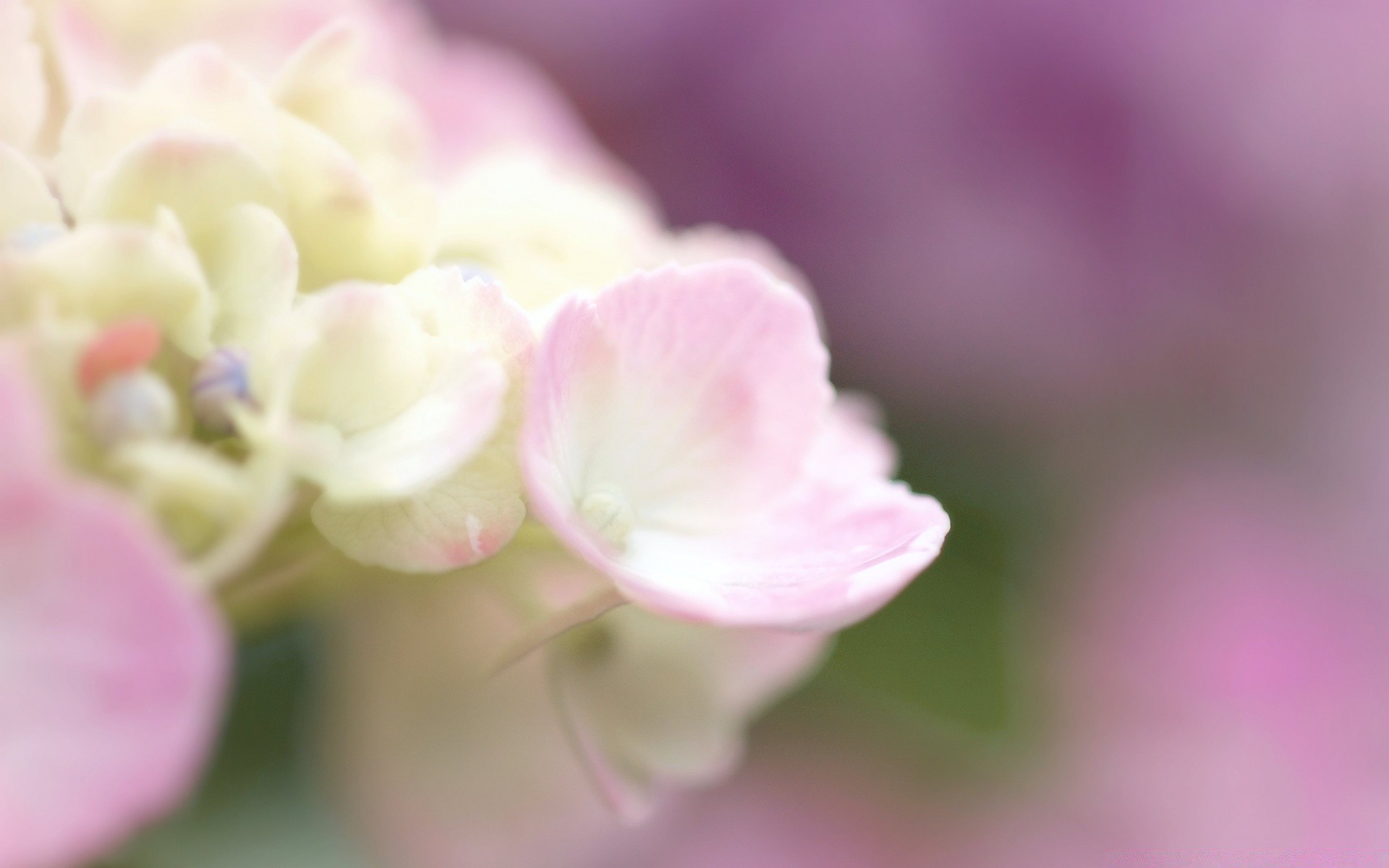 macro nature fleur flore jardin été feuille floral gros plan pétale lumineux bluming couleur belle délicate croissance