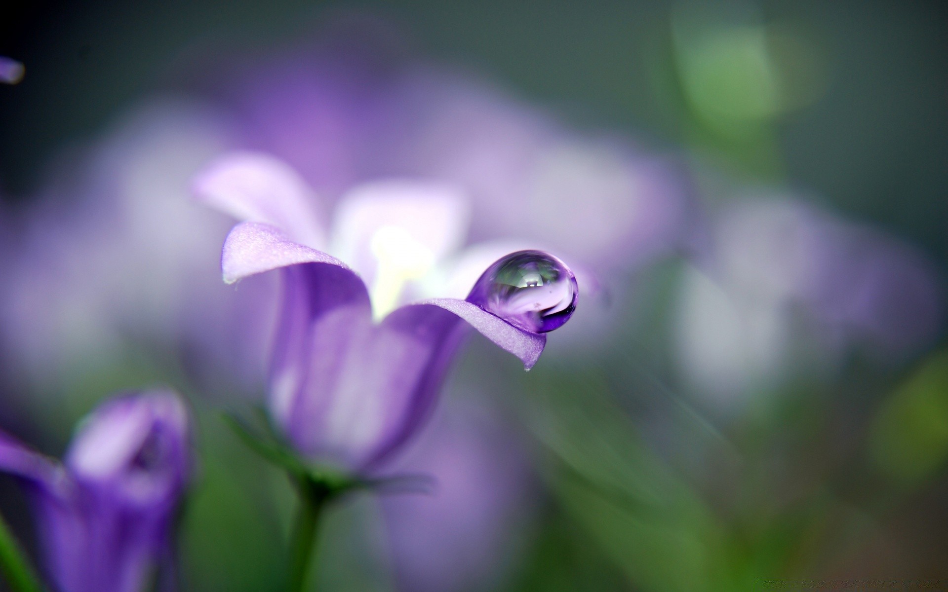 macro nature flower flora leaf blur garden summer bright color growth beautiful dof grass outdoors close-up petal floral delicate field