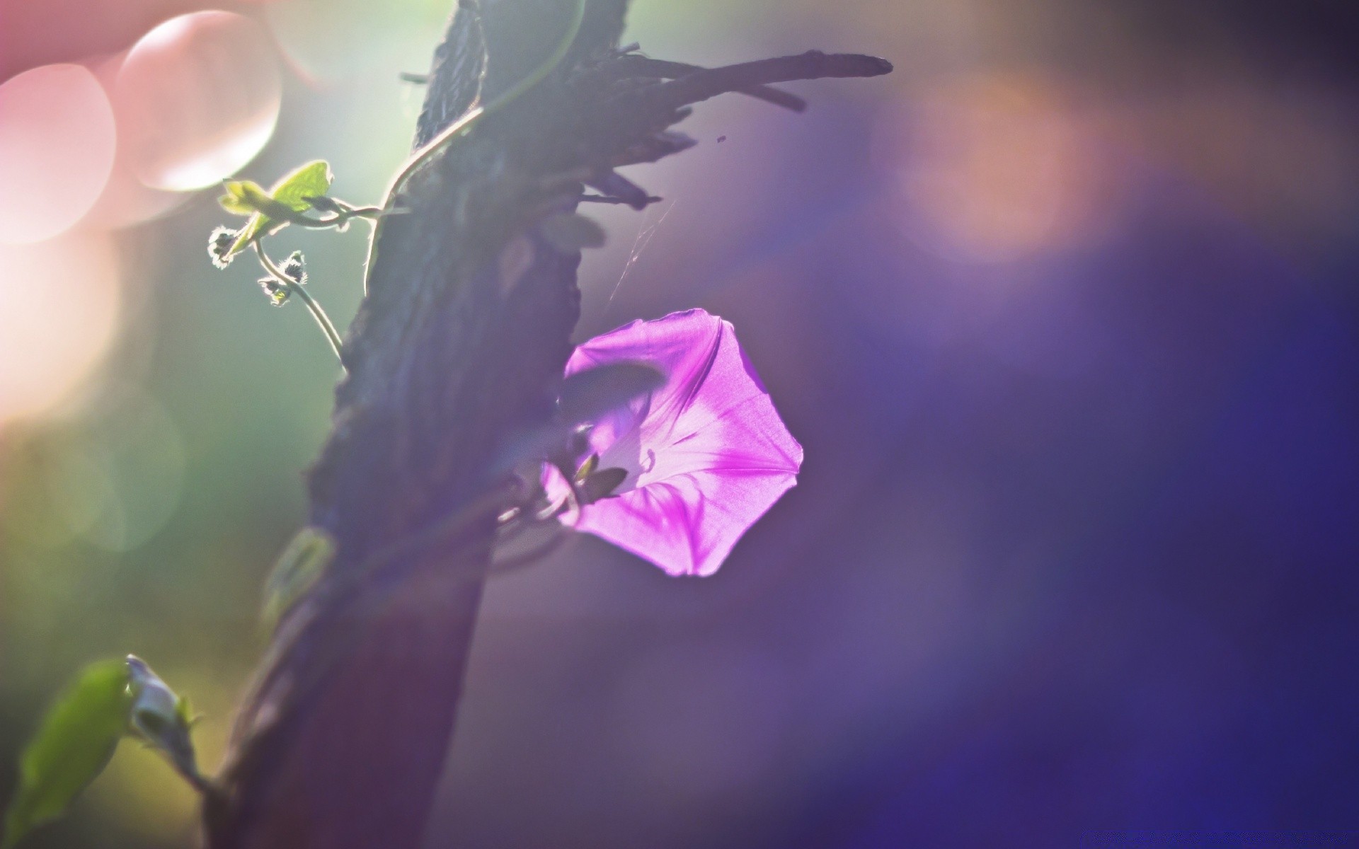 makroaufnahme blume natur unschärfe im freien blatt flora sommer