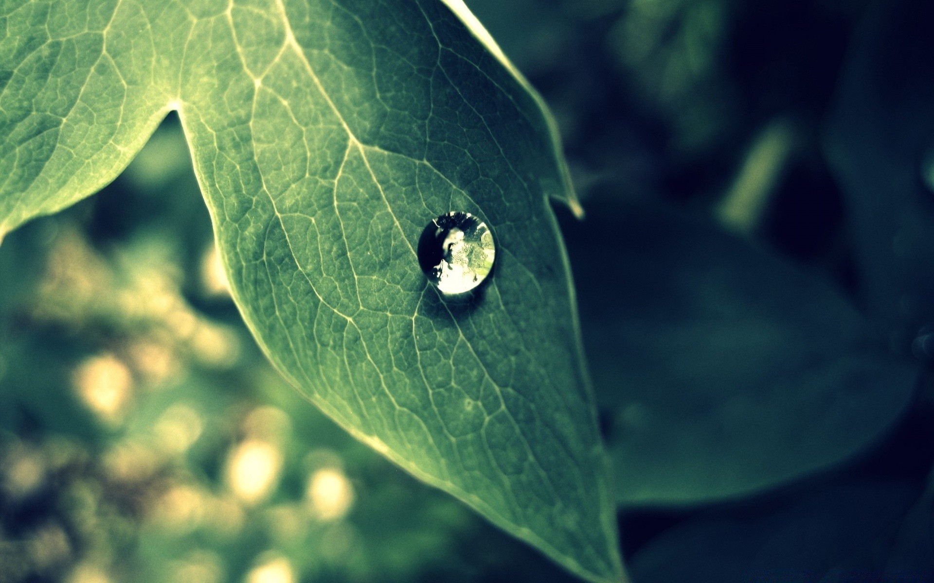 macro leaf rain dew nature drop flora outdoors insect wet purity invertebrate growth garden water environment droplet close-up