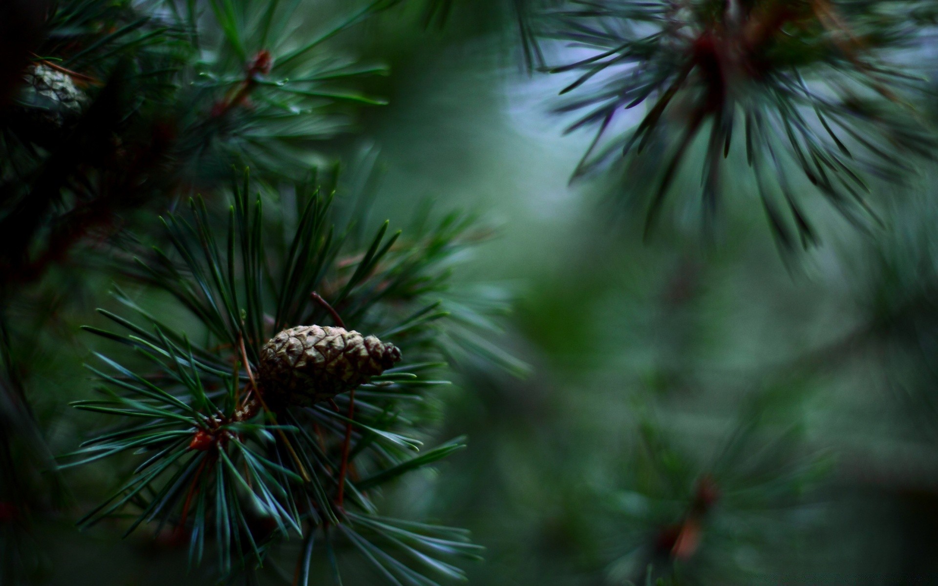 macro evergreen christmas winter needle pine conifer cone tree fir coniferous spruce branch celebration decoration season nature wood larch color