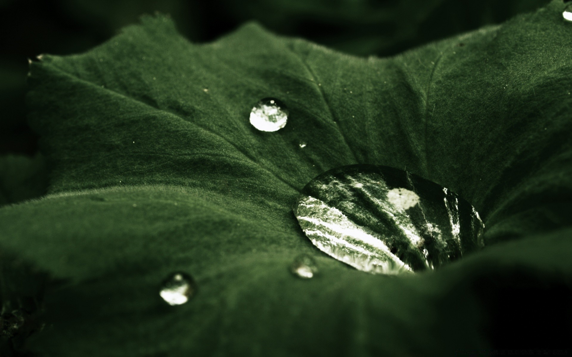 macro leaf rain drop dew flora water nature wet droplet garden purity vein desktop environment close-up pure summer growth