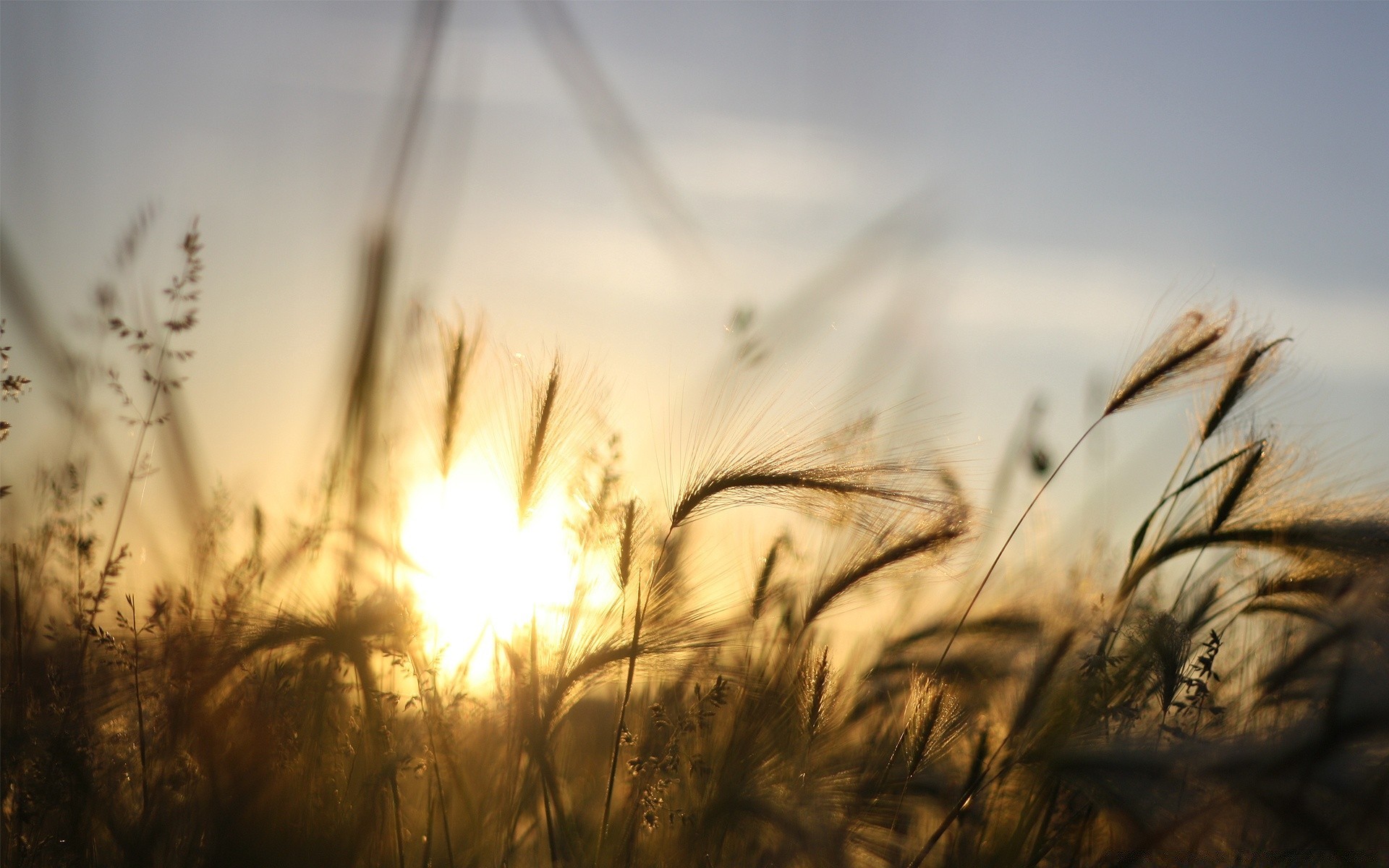 macro sole campo tramonto paesaggio rurale grano fiocchi natura fattoria mais alba oro bel tempo erba cielo luce seme estate pascolo autunno