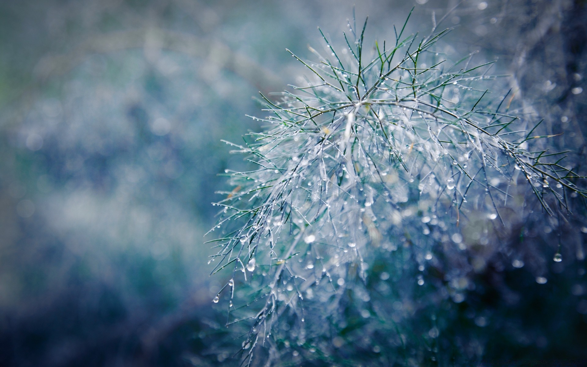 macro nature frost winter flora desktop close-up drop water outdoors snow frozen