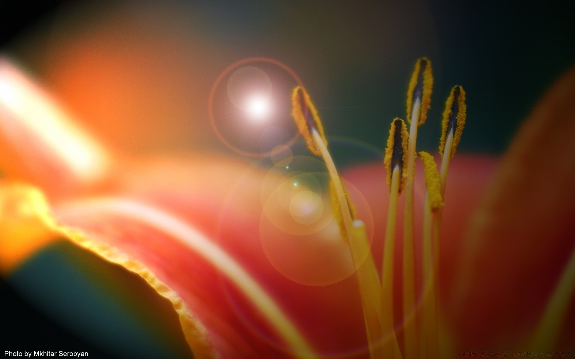 makroaufnahme unschärfe natur sommer blume hell im freien sonne blatt wasser licht flora gutes wetter