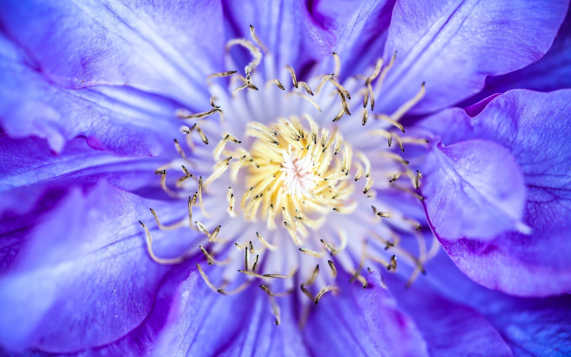 macro fiore natura flora giardino colore estate bella close-up floreale petalo luminoso fiore foglia delicato