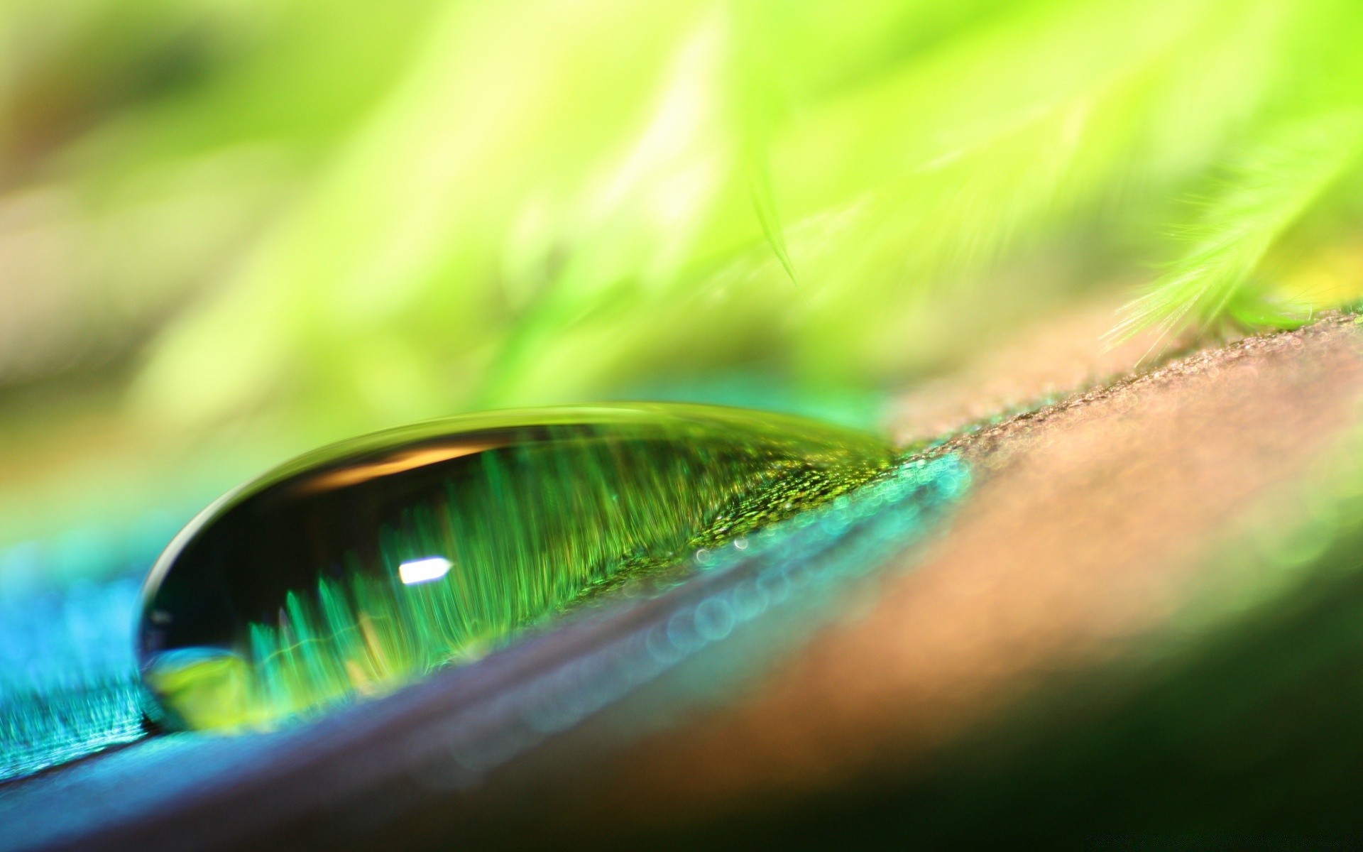 makro unschärfe natur blatt abstrakt hell scheint wasser farbe licht sommer