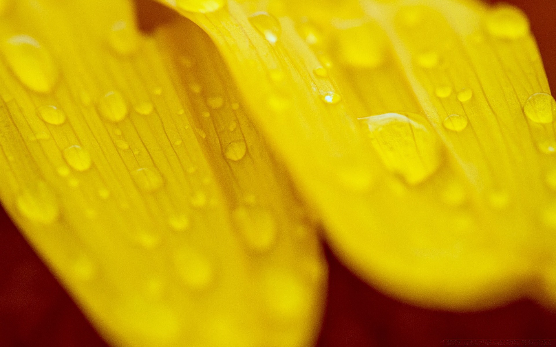 macro dew drop desktop color wet close-up nature bright water health flora rain leaf pill healthy