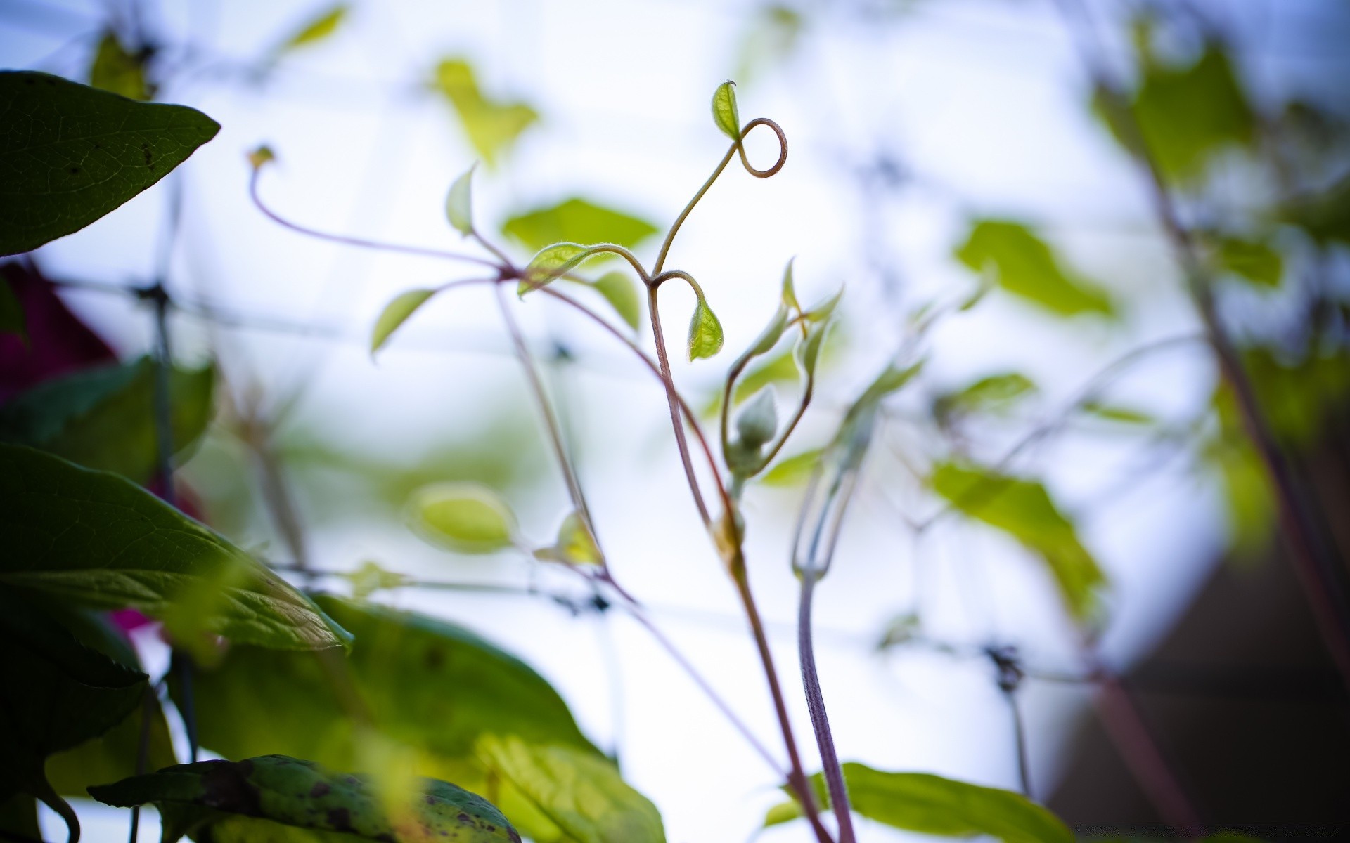 makro liść flora natura wzrost ogród kwiat kolor pulpit zbliżenie drzewo środowisko lato oddział piękne światło