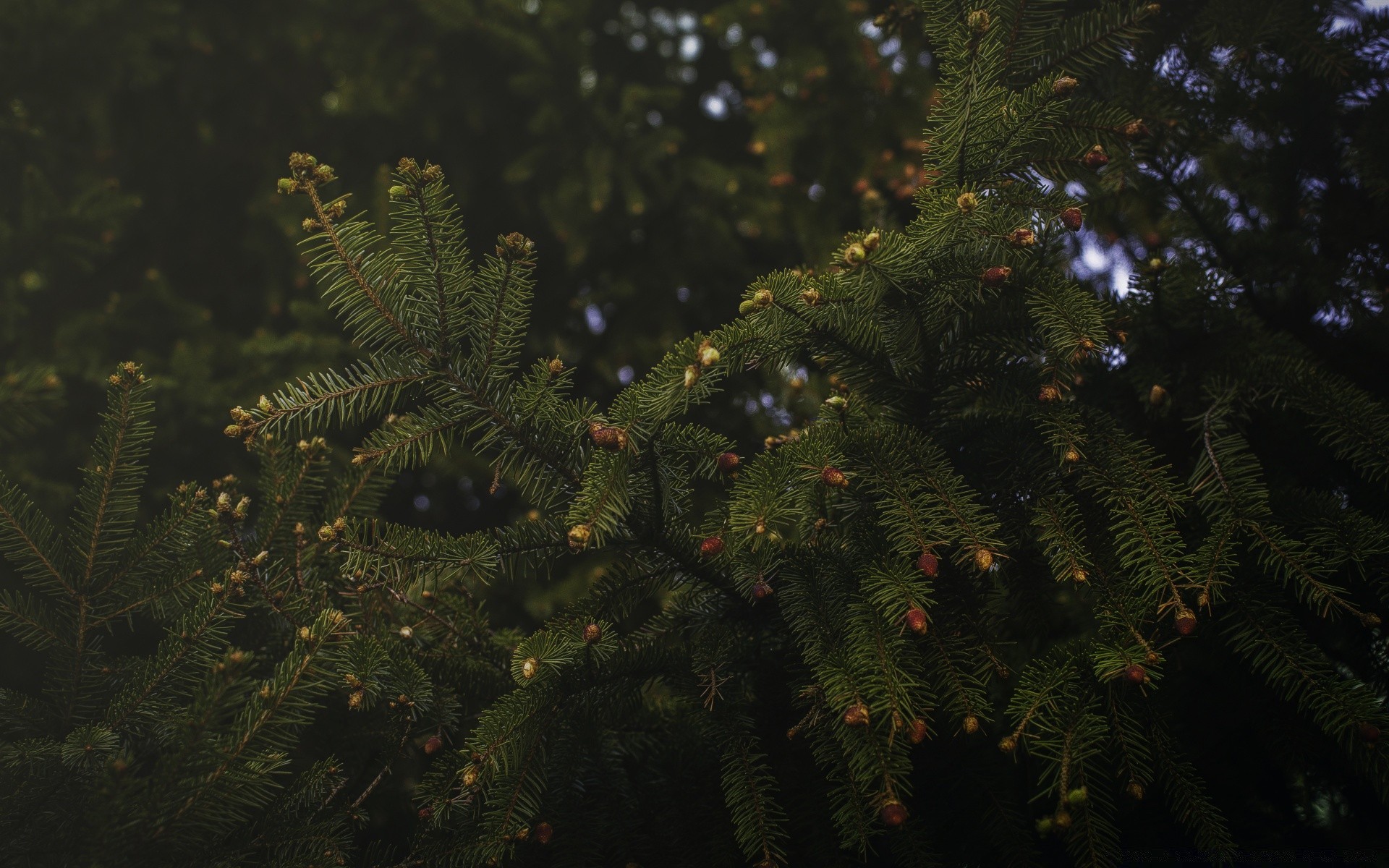 makro fotoğrafçılığı noel iğne yapraklı ağaç evergreen kış köknar iğne yapraklı fern iğneler çam şube köknar ışık yaprak tatil amabilis köknarı