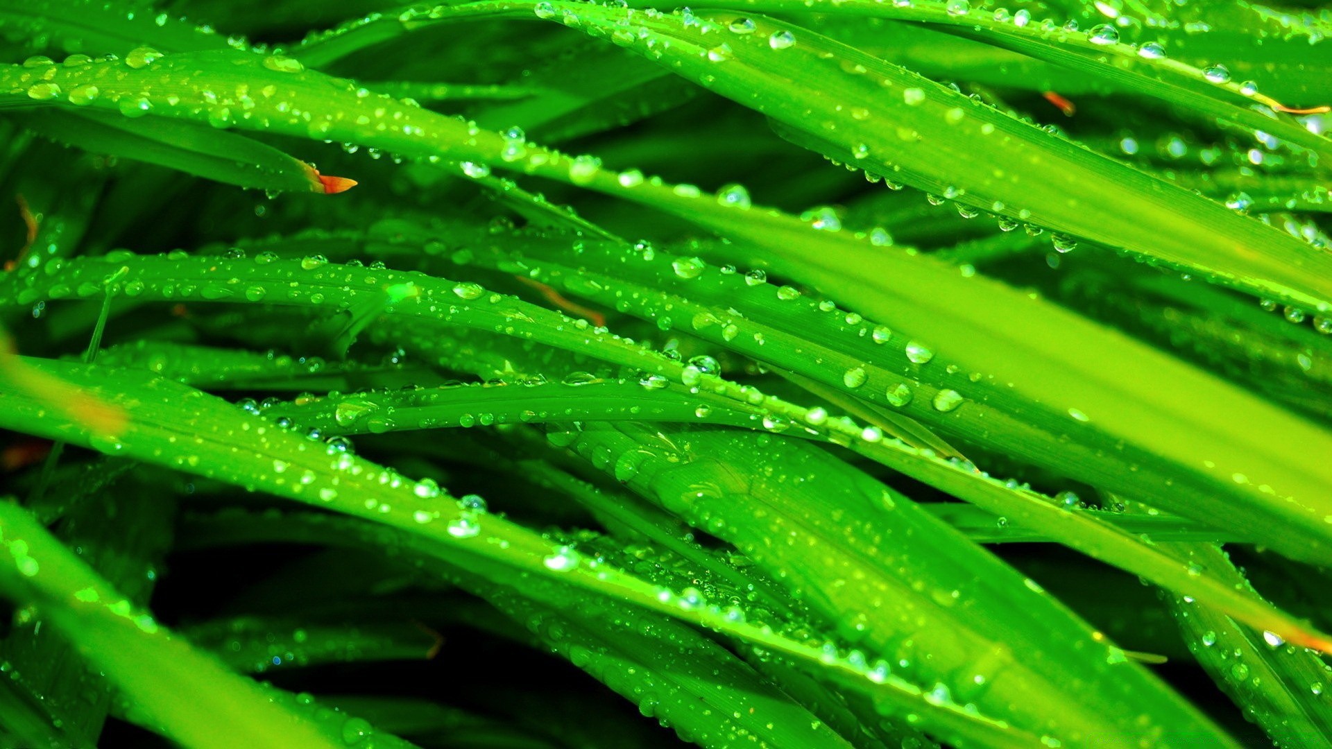 macro flora foglia rugiada crescita caduta pioggia giardino freschezza lama natura lussureggiante bagnato gocce close-up gocce pulizia ambiente erba