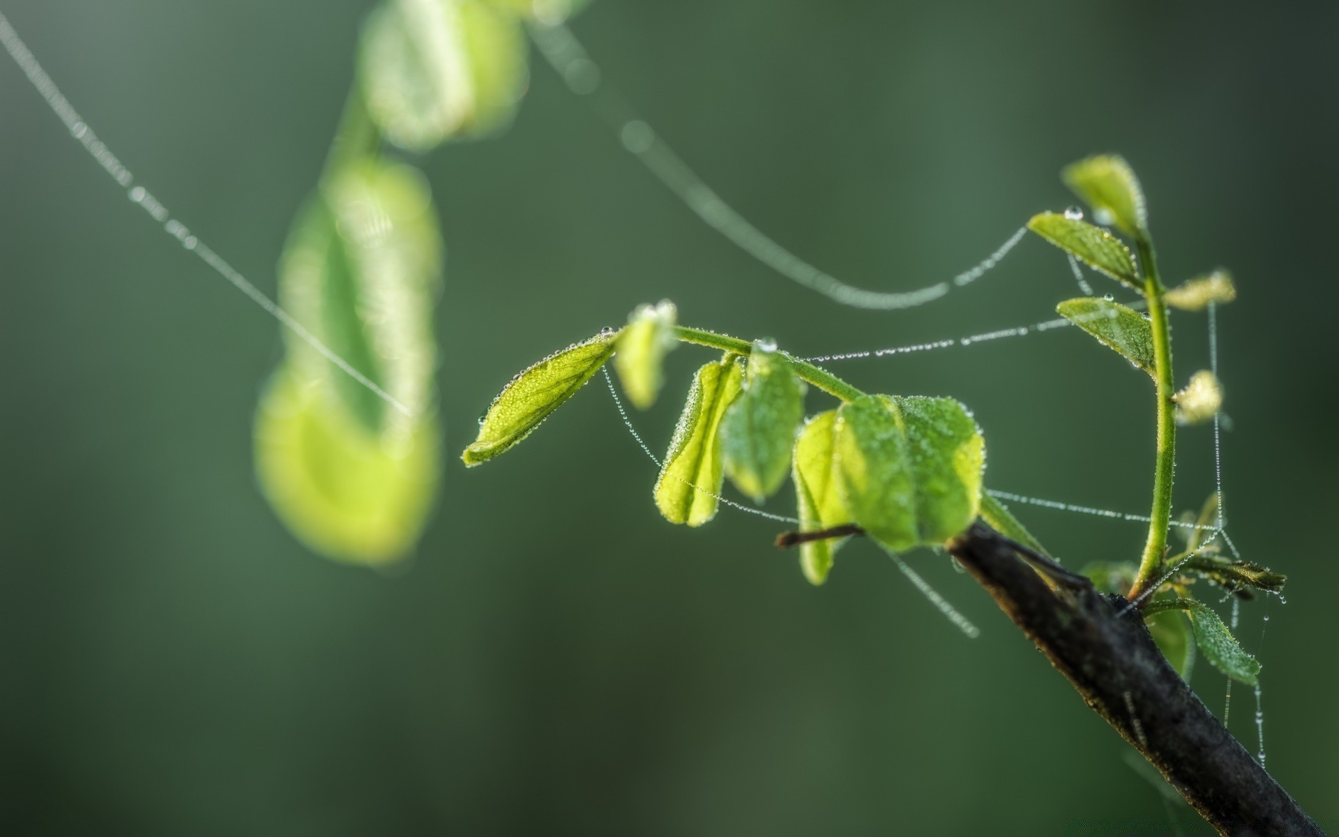 makro liść flora natura ogród owad deszcz zbliżenie rosy wzrost spadek środowiska na zewnątrz bezkręgowce oddział kolor w pobliżu