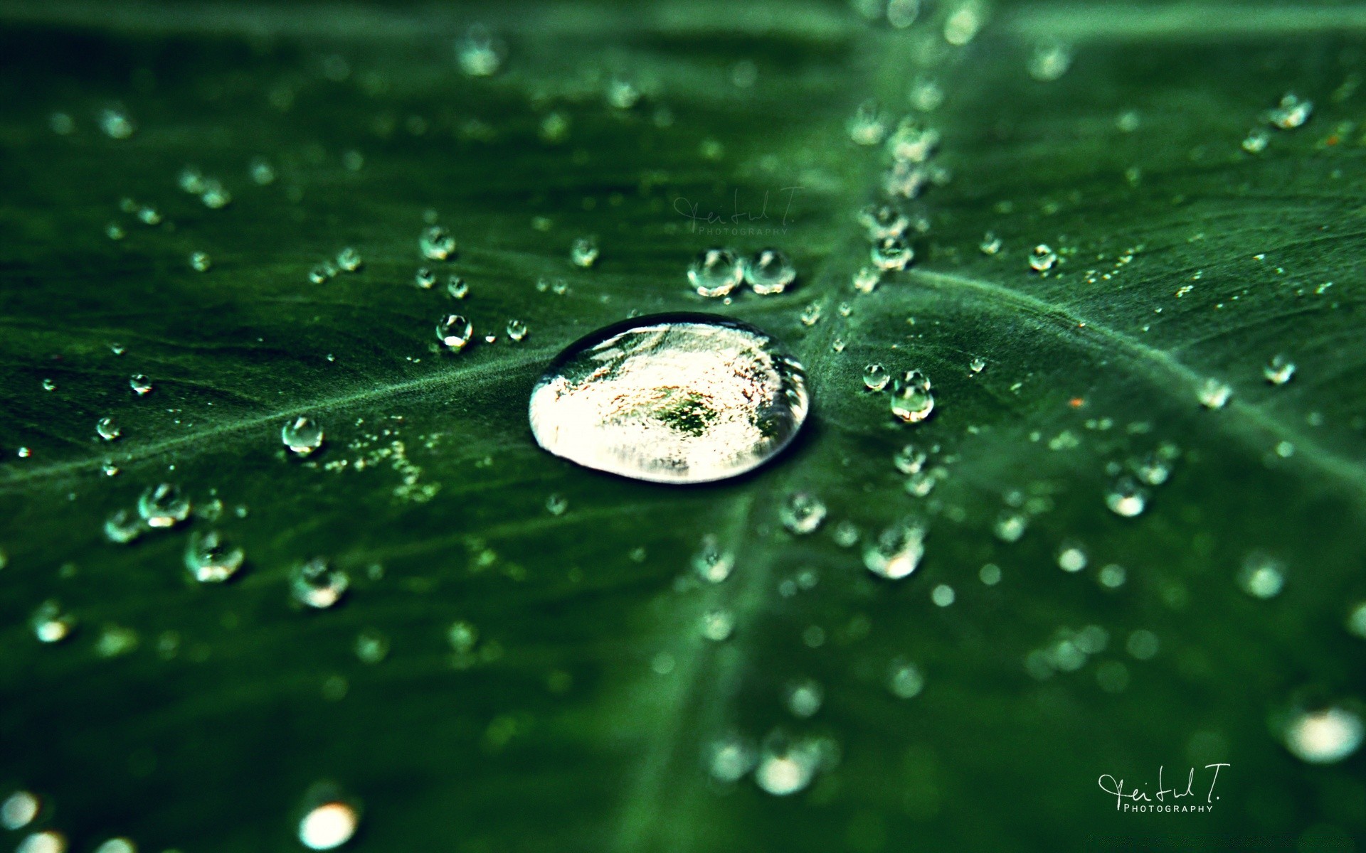 macro gota mojado lluvia rocío agua gotas limpieza líquido limpio splash burbuja gotas hoja turquesa frescura gota de agua claro naturaleza