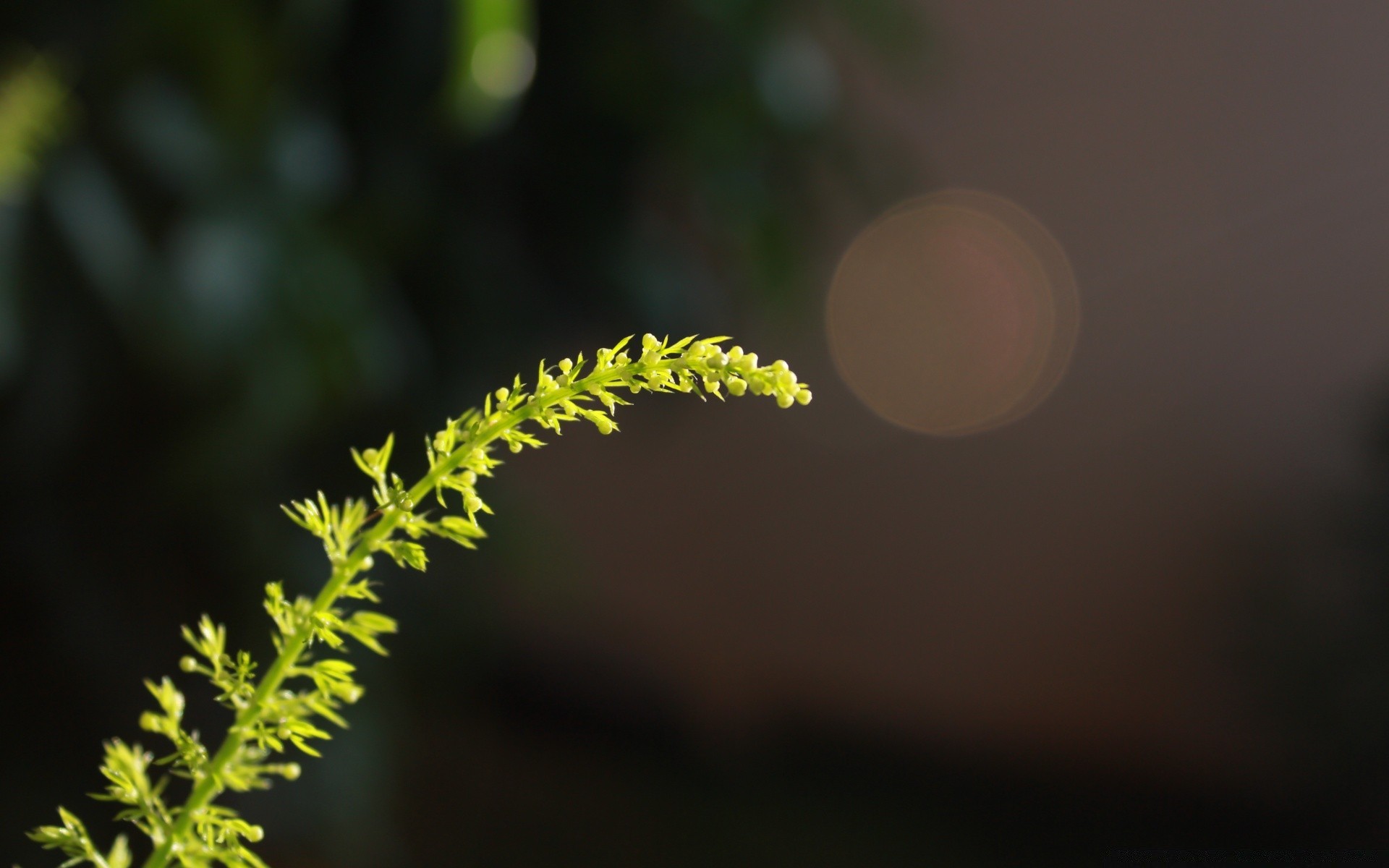 macro blur nature leaf flora flower tree outdoors color