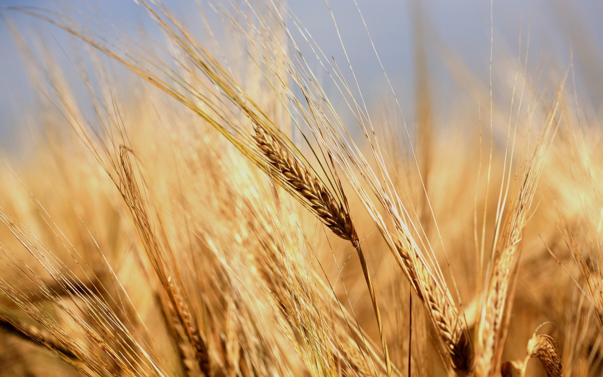 macro trigo cereales pan centeno paja maíz pasto rural cebada cosecha oro harina semilla tierras de cultivo campo granja heno campo