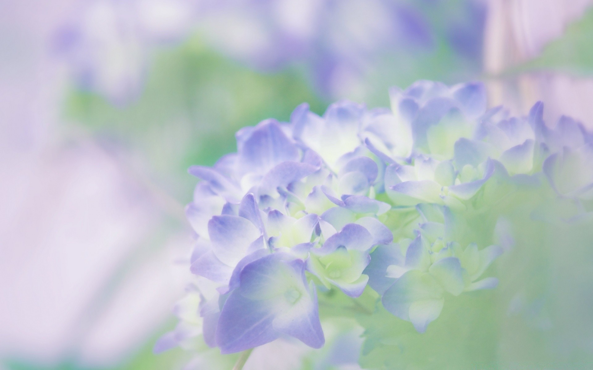 makro natur blume flora sommer garten blatt schließen blumen farbe wachstum schön feld blühen blütenblatt hell violet jahreszeit unschärfe