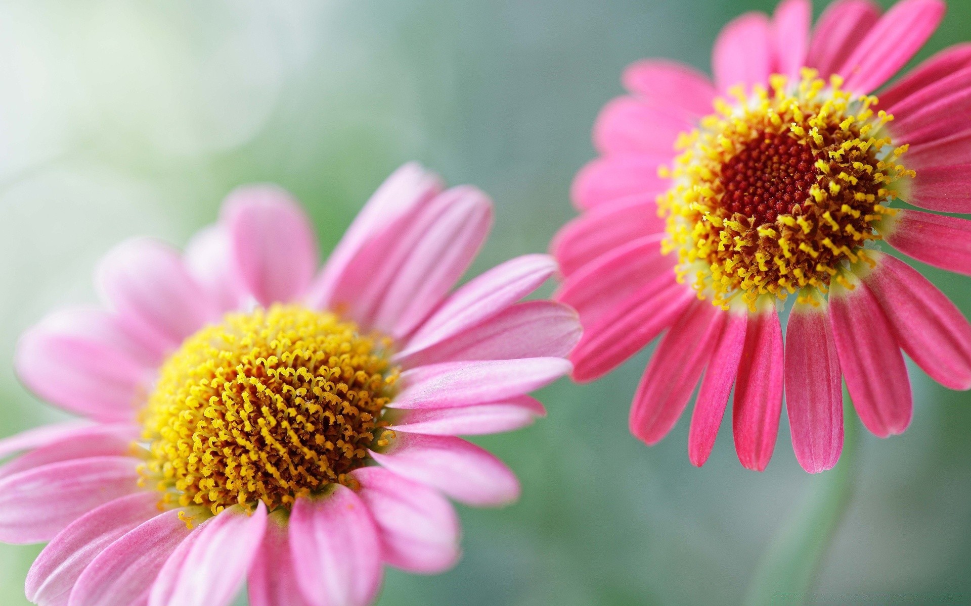 makro fotoğrafçılığı çiçek doğa yaz flora petal parlak yakın çekim çiçek bahçe renk çiçek açan güzel papatyalar polen büyüme yaprak botanik