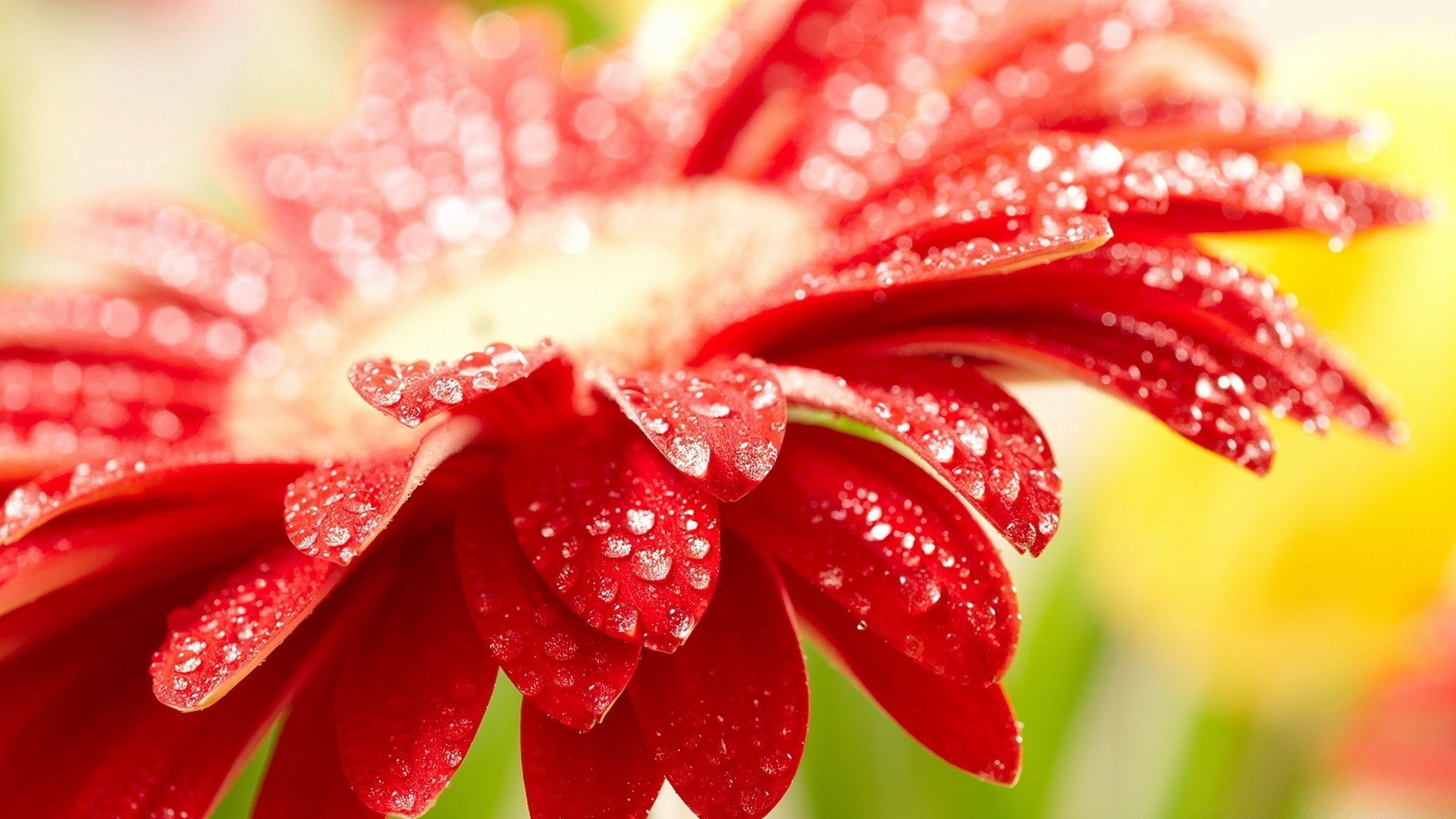 macro nature flower summer dew beautiful flora color close-up bright leaf garden