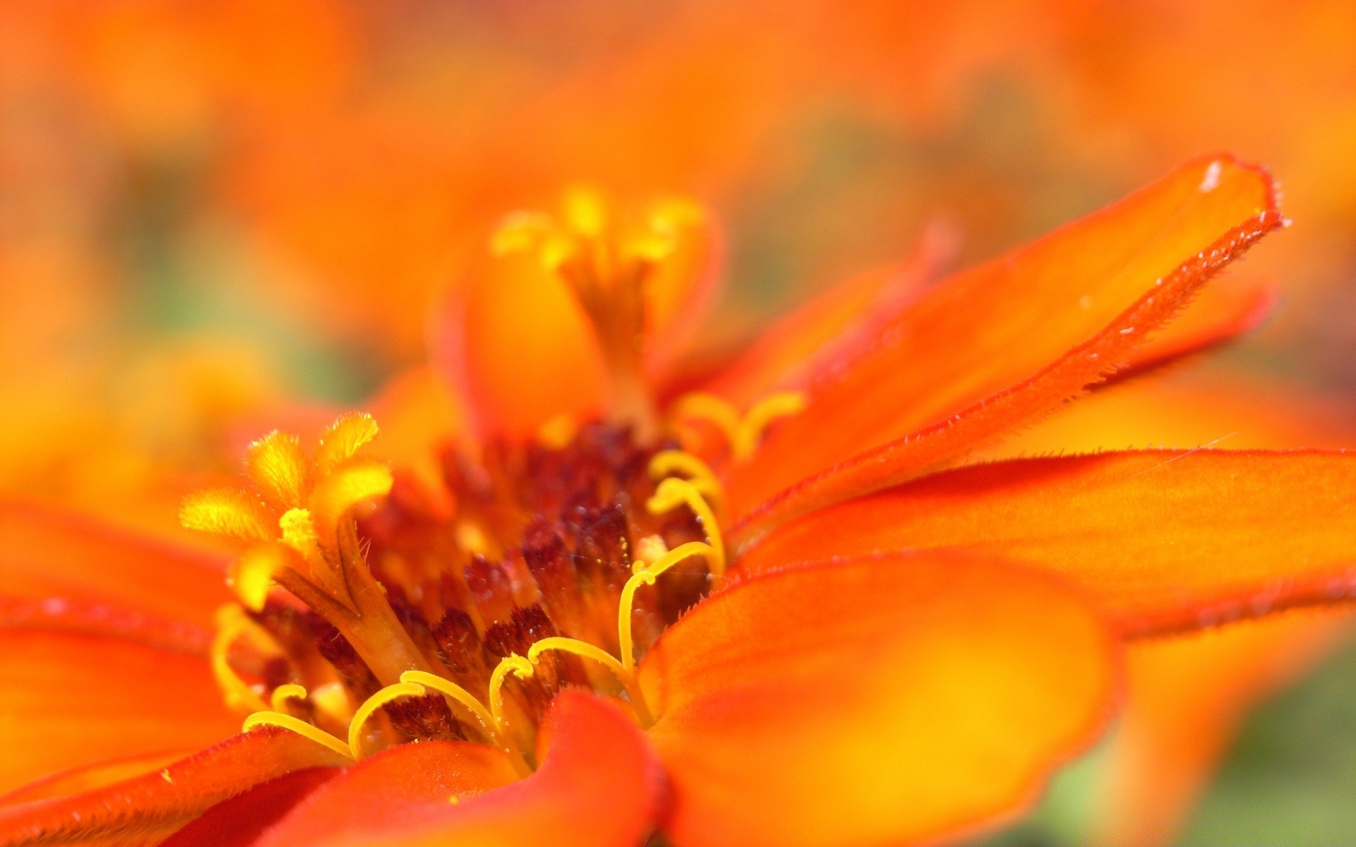 macro fleur nature flou été flore lumineux jardin pétale à l extérieur feuille floral couleur