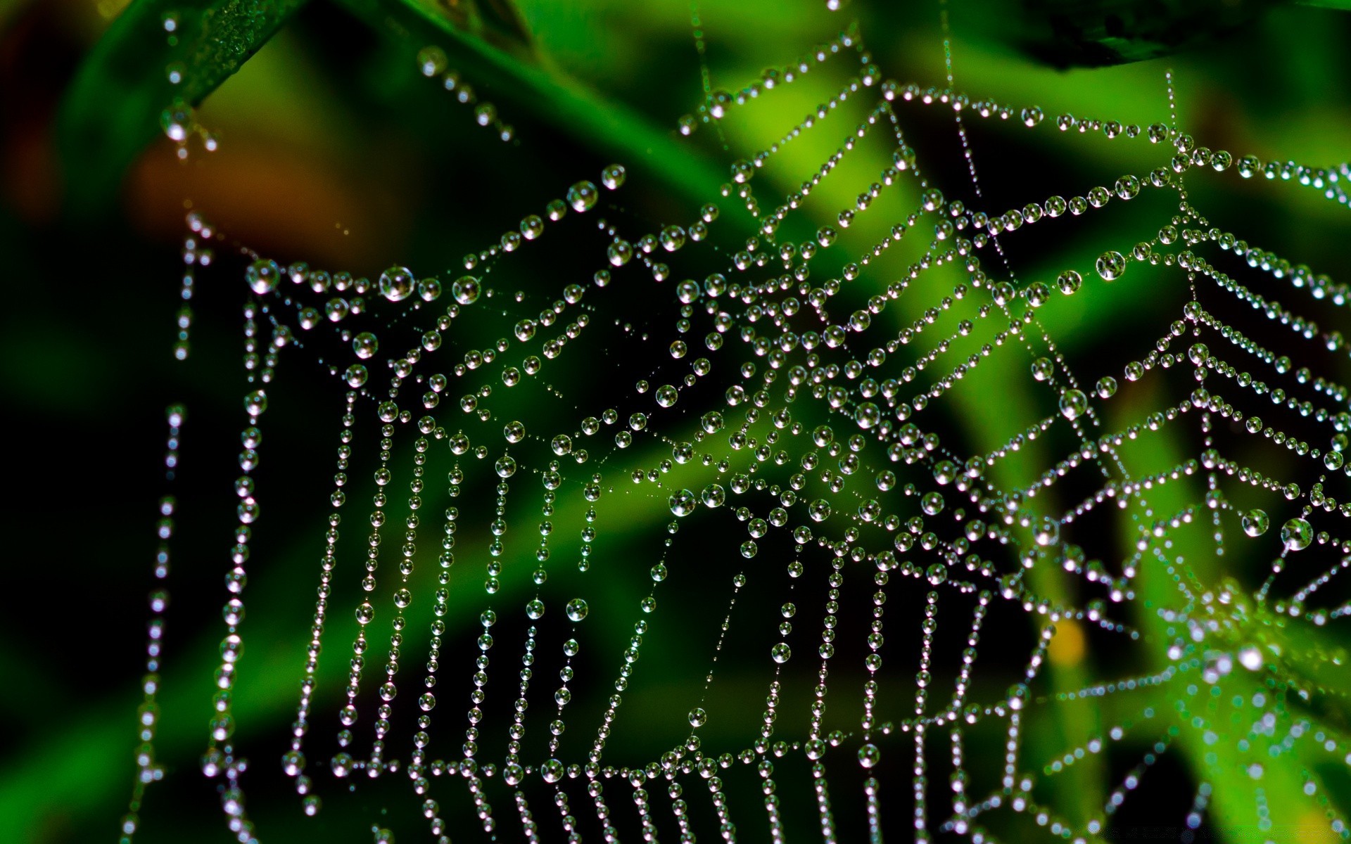 macro araña telaraña trampa telaraña rocío web arácnido naturaleza intrincado conexión lluvia red insecto caída patrón espeluznante resumen hilo