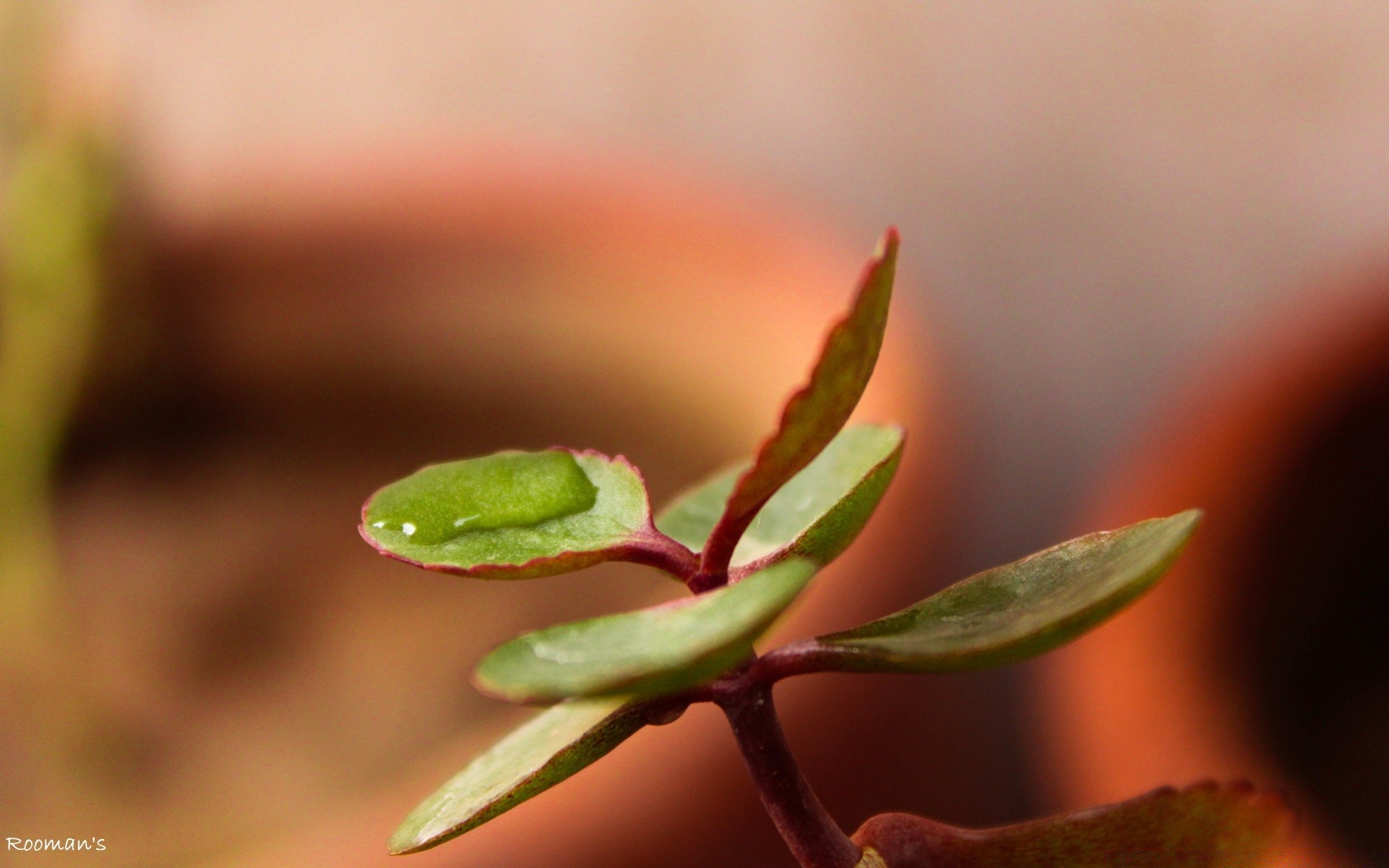 macro leaf nature blur flora growth outdoors rain dof little garden dew