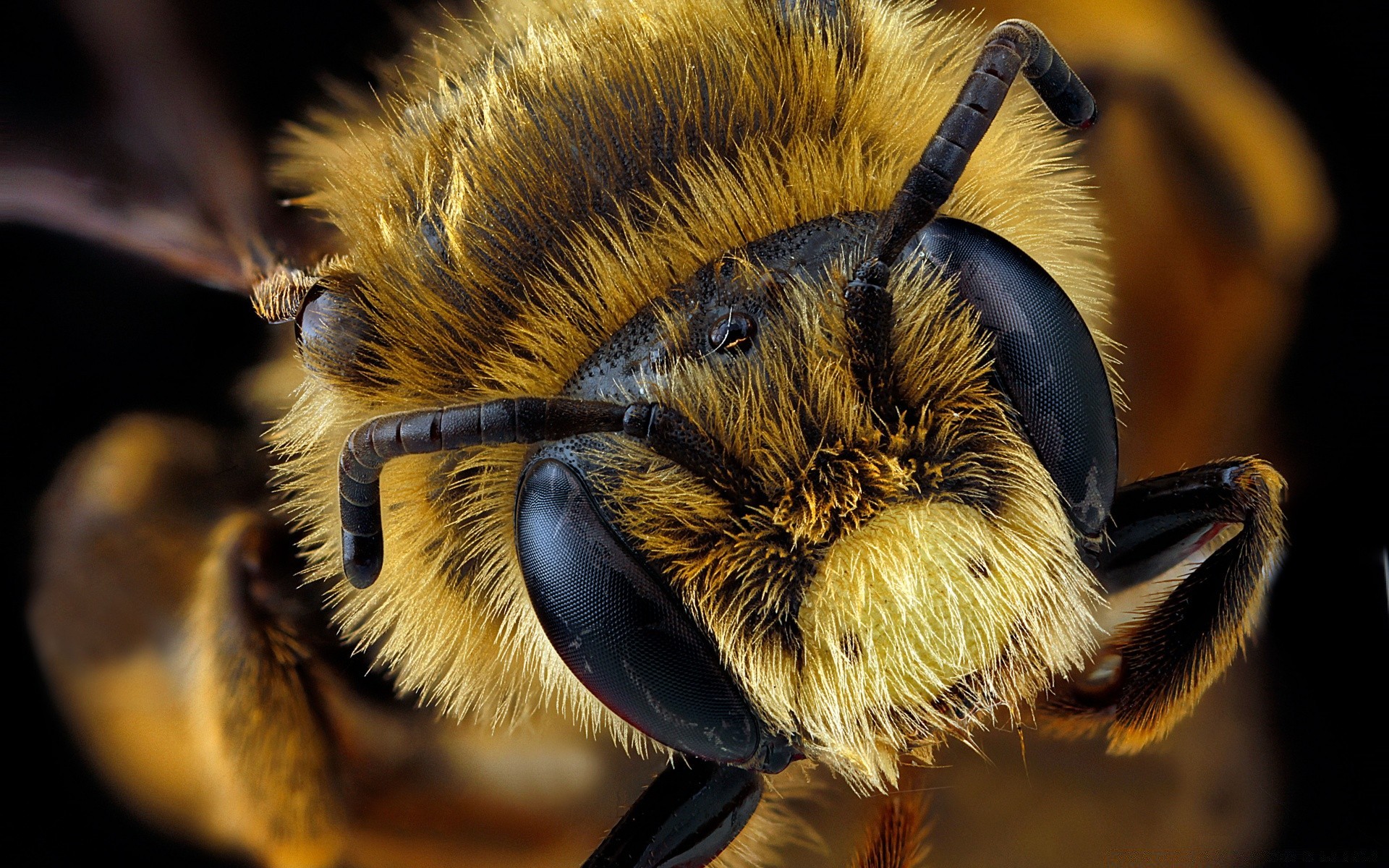 macro insetto ape natura animale fauna selvatica miele volare selvaggio invertebrati uccello ala