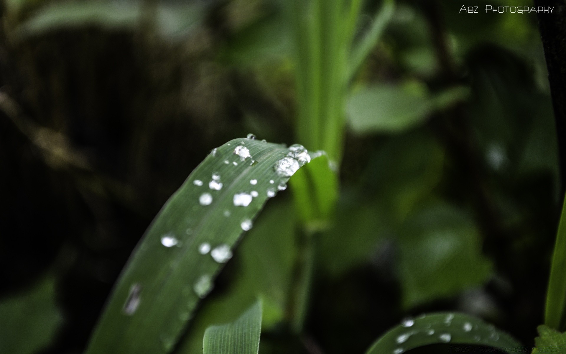 macro leaf rain nature outdoors flora drop growth dew garden environment water summer wet