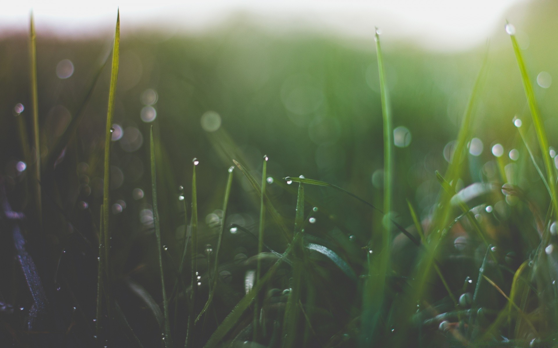Роса выпадает в вечерний утренний. Роса на траве. Трава Макросъемка. Природа макро. Трава после дождя.