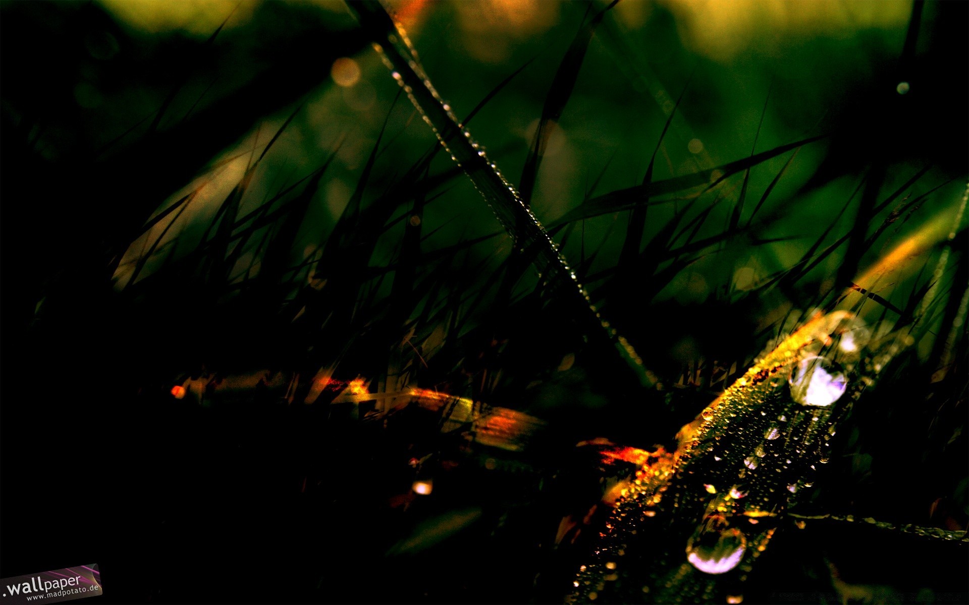 macro luce sfocatura all aperto pioggia foglia giardino acqua alba natura illuminato legno