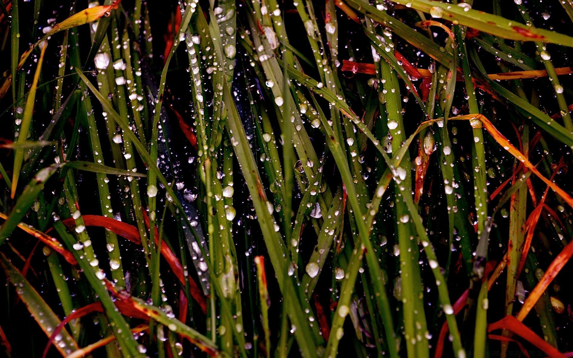 macro cor chuva natureza grama jardim folha flora textura desktop ao ar livre amanhecer comida luz orvalho resumo close-up verão queda