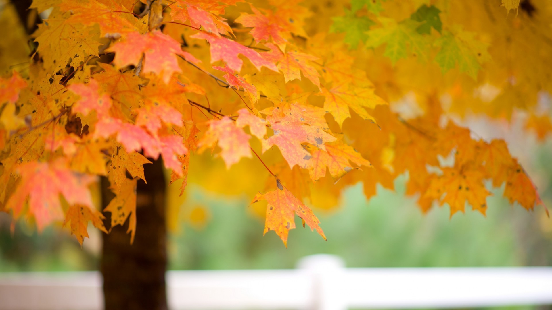 foglie autunno foglia di acero stagione di colore brillante albero natura vivid cambiare flora desktop parco all aperto oro ramo di legno