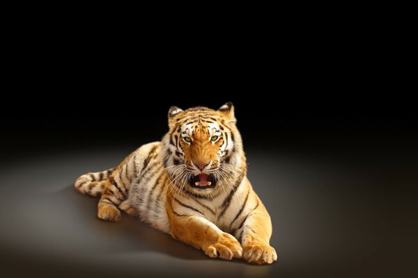 A tiger is a wild cat